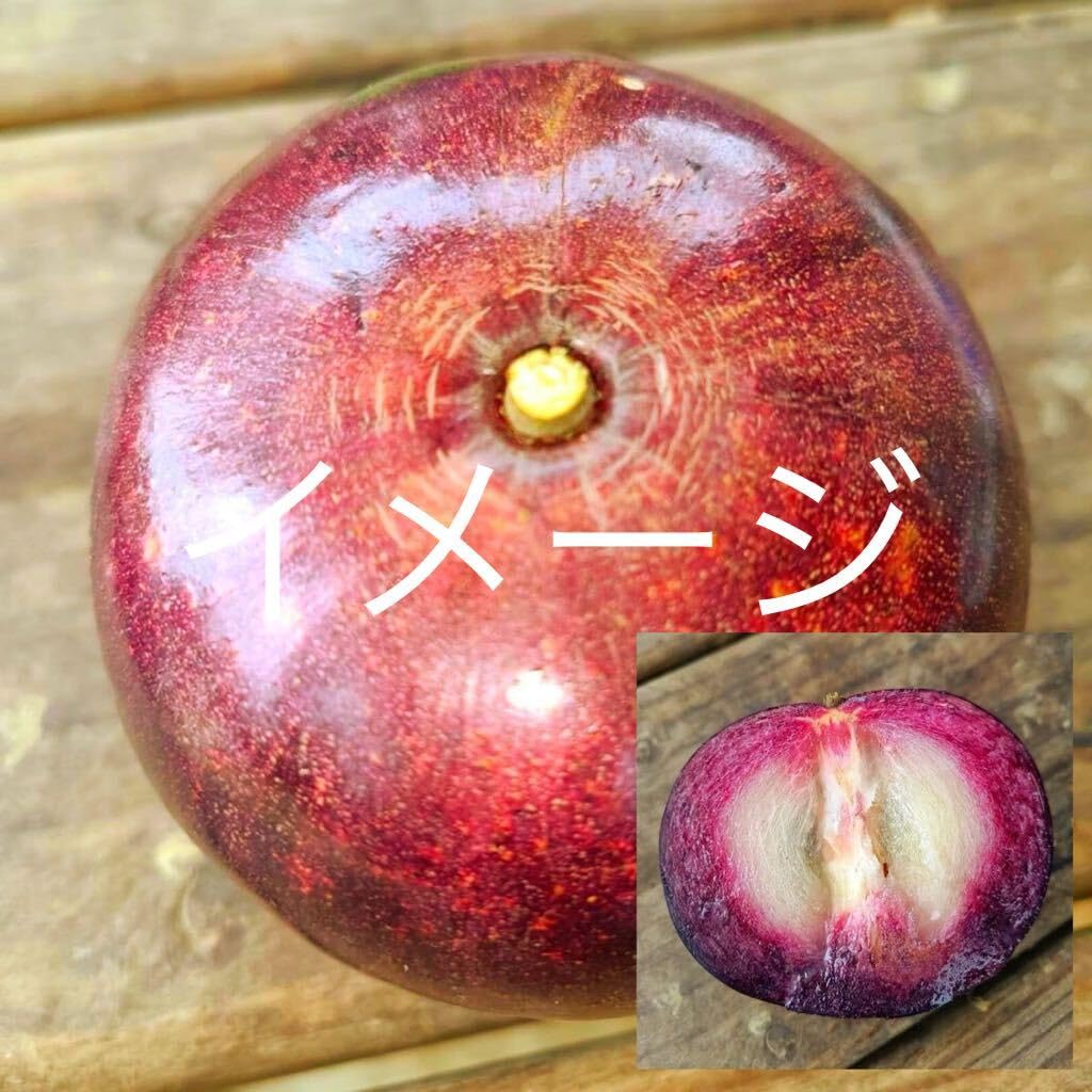 スターアップル実生大苗　（ミルクフルーツ） Amazon.co.jp激ウマ スターアップル ミルクフルーツ 実生苗 2本 : DIY
