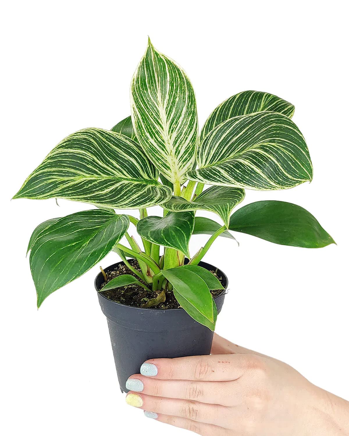 Philodendron Birkin 4-inch