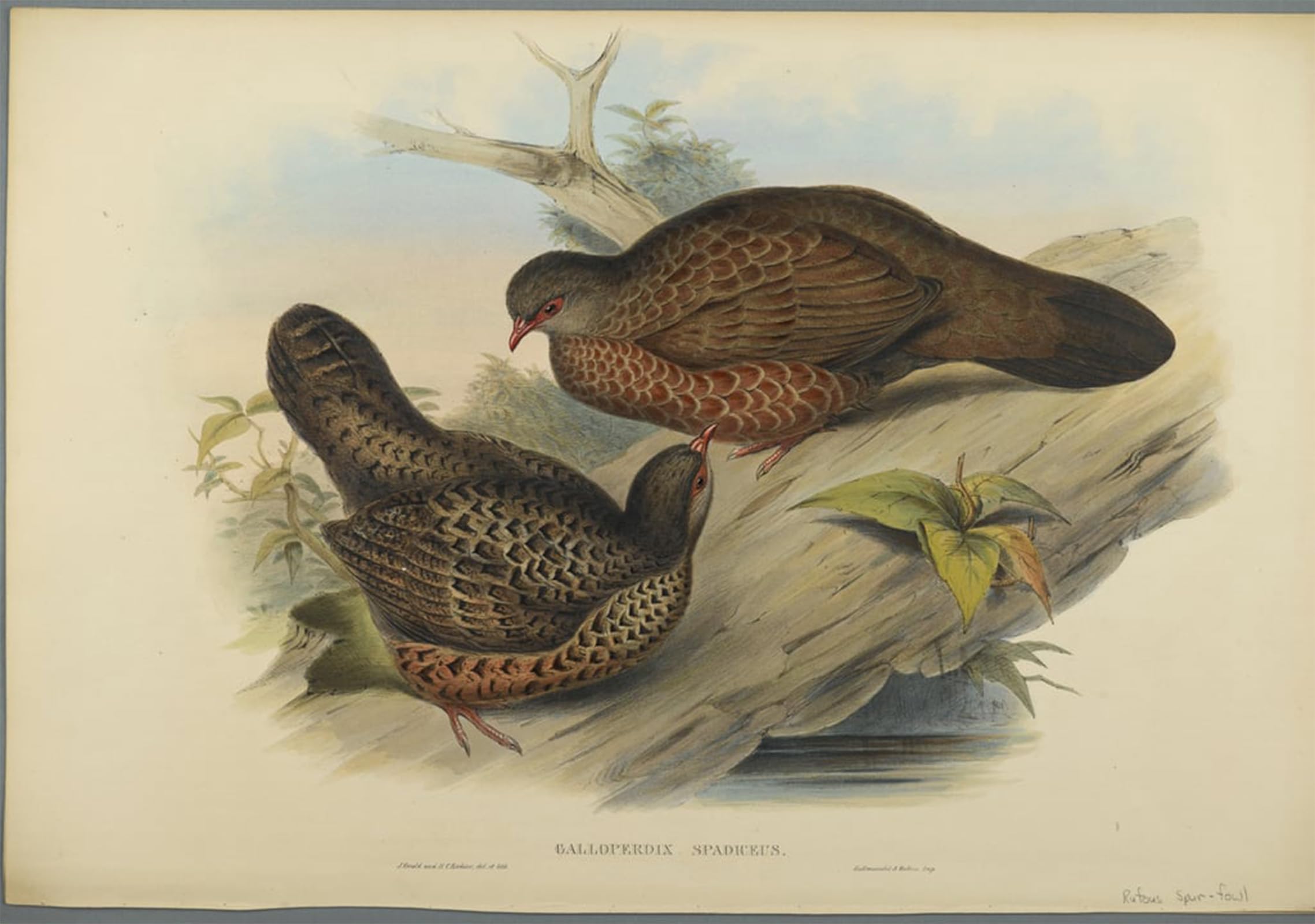 ARTXLXXBN Famous Painting Art Wall Decor Abstract Art Picture Animal Bird Galloperdix Spadiceus by John Gould Animal Pictures for Home Decor 60x90cm