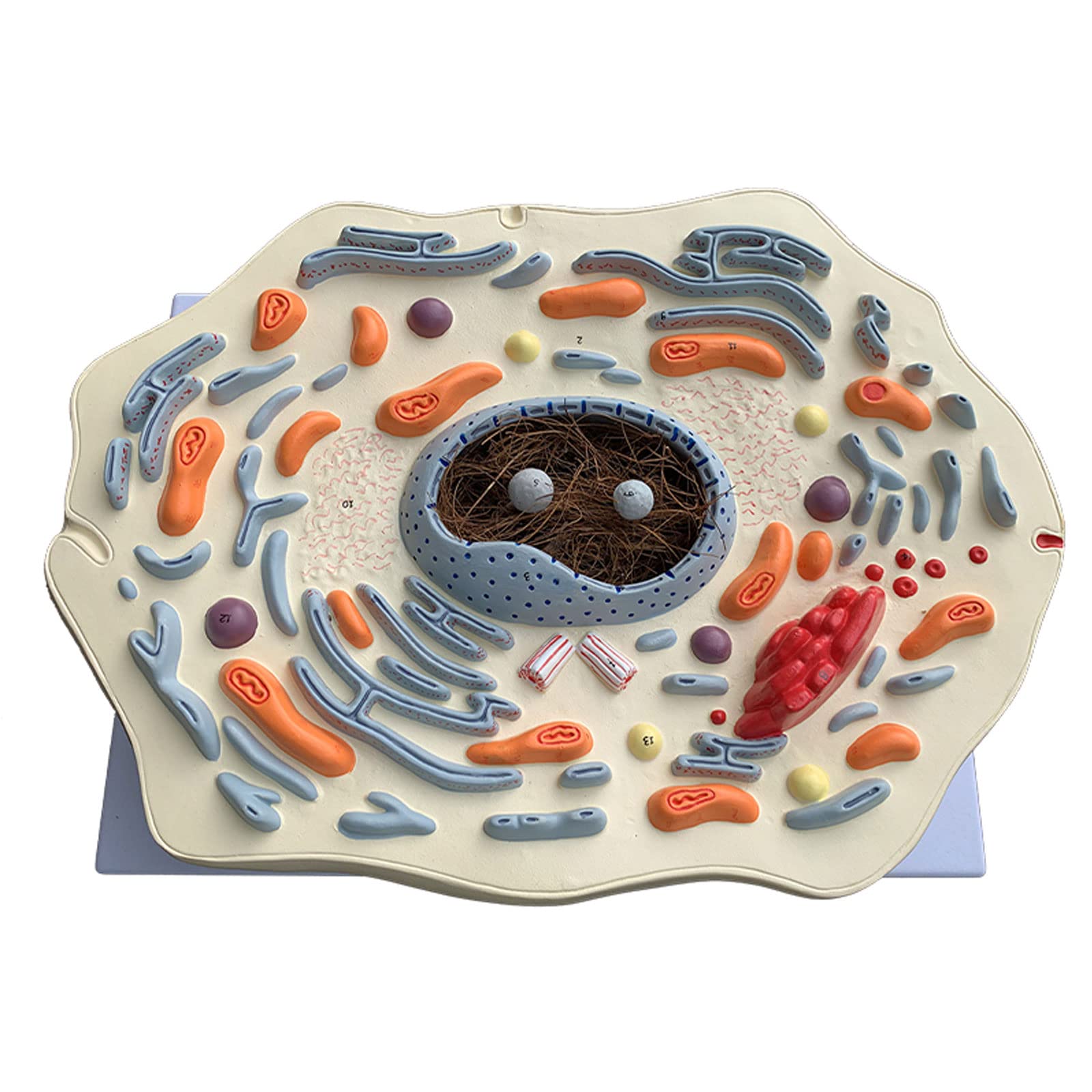 Anatomía Humana Científica - Modello di Cassaforte Sottile Animale Struttura delle Cellule Animali Microscopicamente Golgi Organismo Mitocondriale Kit di Scienza Forniture di Laboratorio