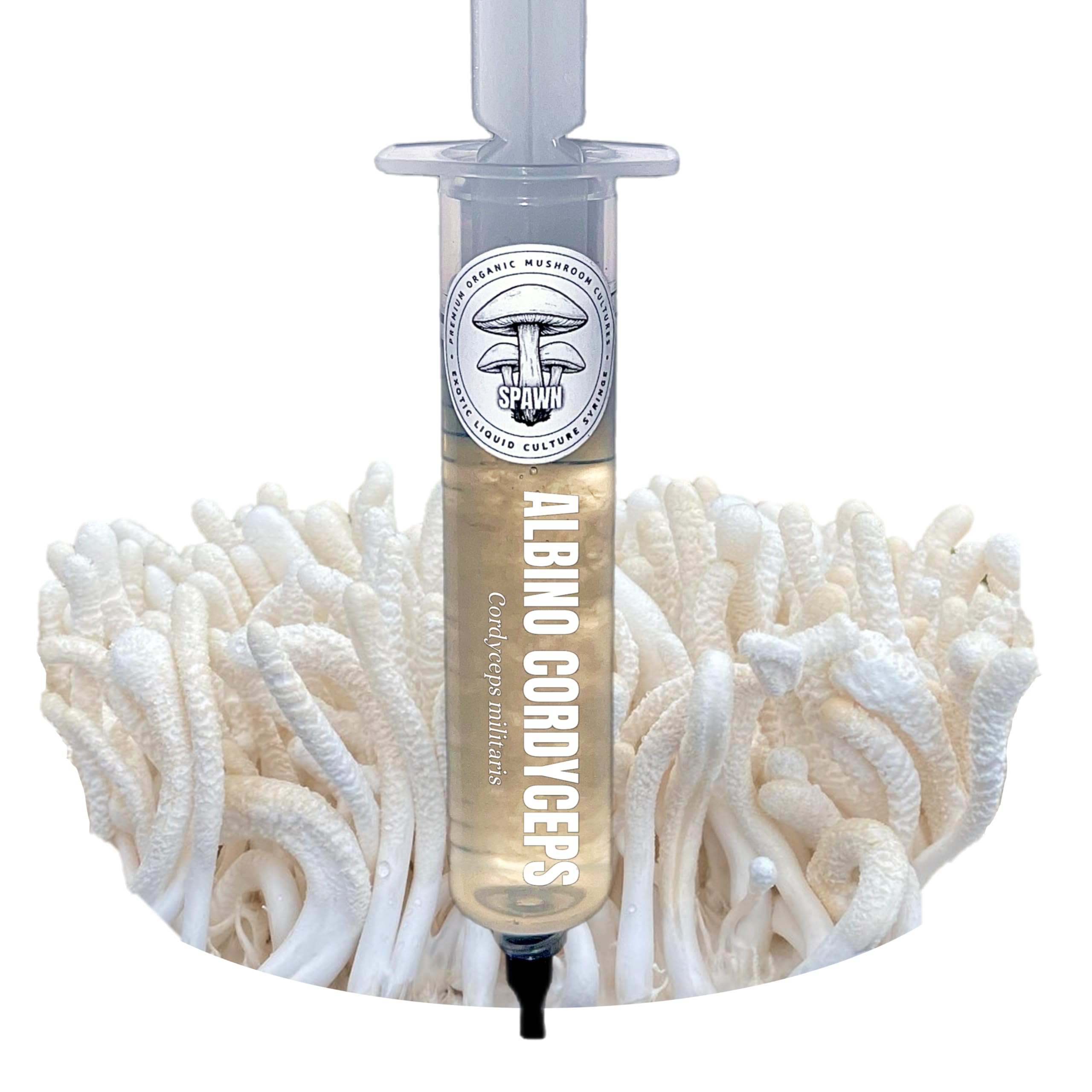 Albino Cordyceps (Cordyceps militaris) Liquid Culture 20mL | Spawn Mycology