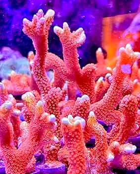 珊瑚 Amazon.com: 活鹽水珊瑚- 森林火Montipora digitata (Frag