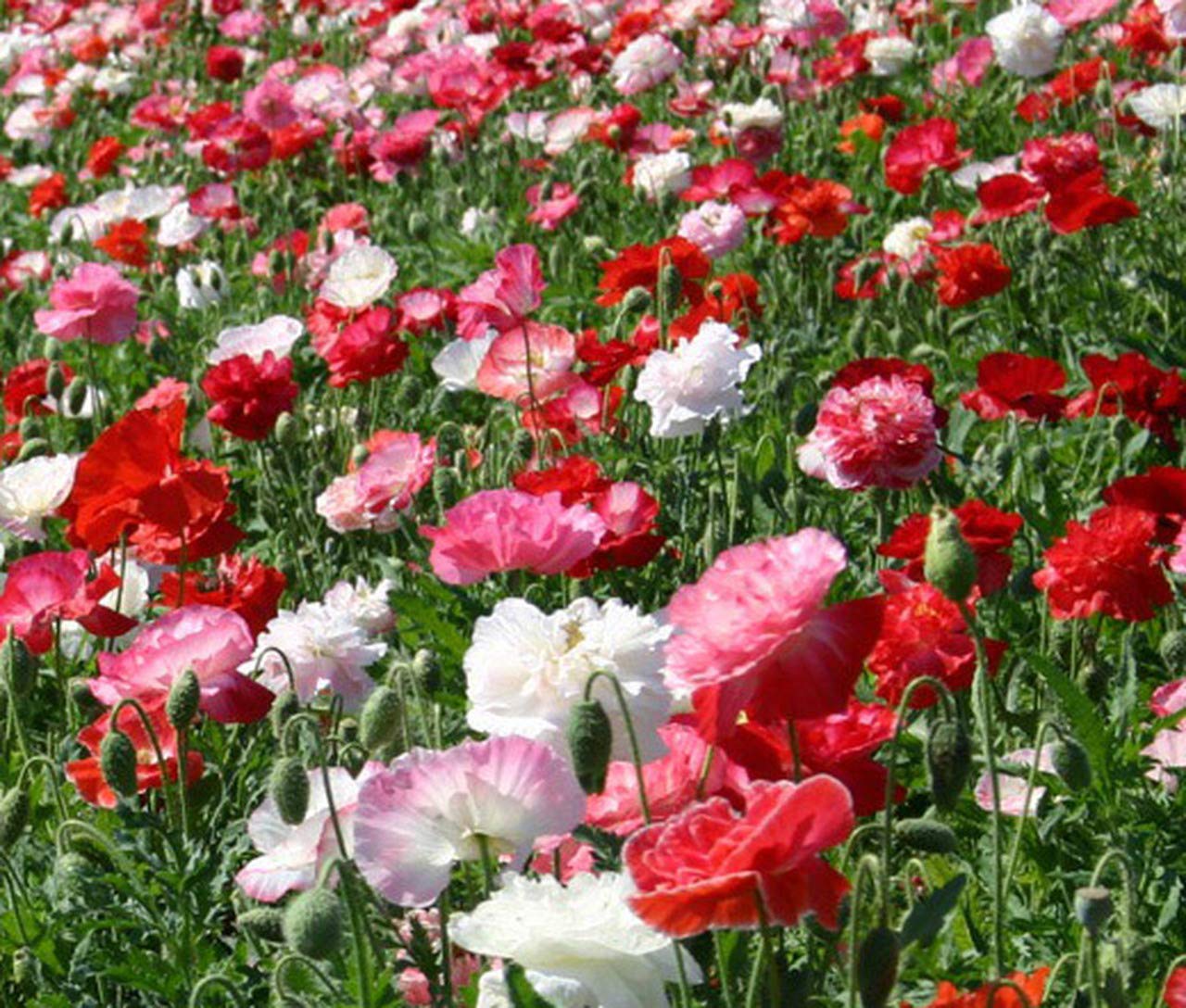 Golden Hills Farm Indian Poppy (Papaver rhoeas) - Pack 200+ seeds