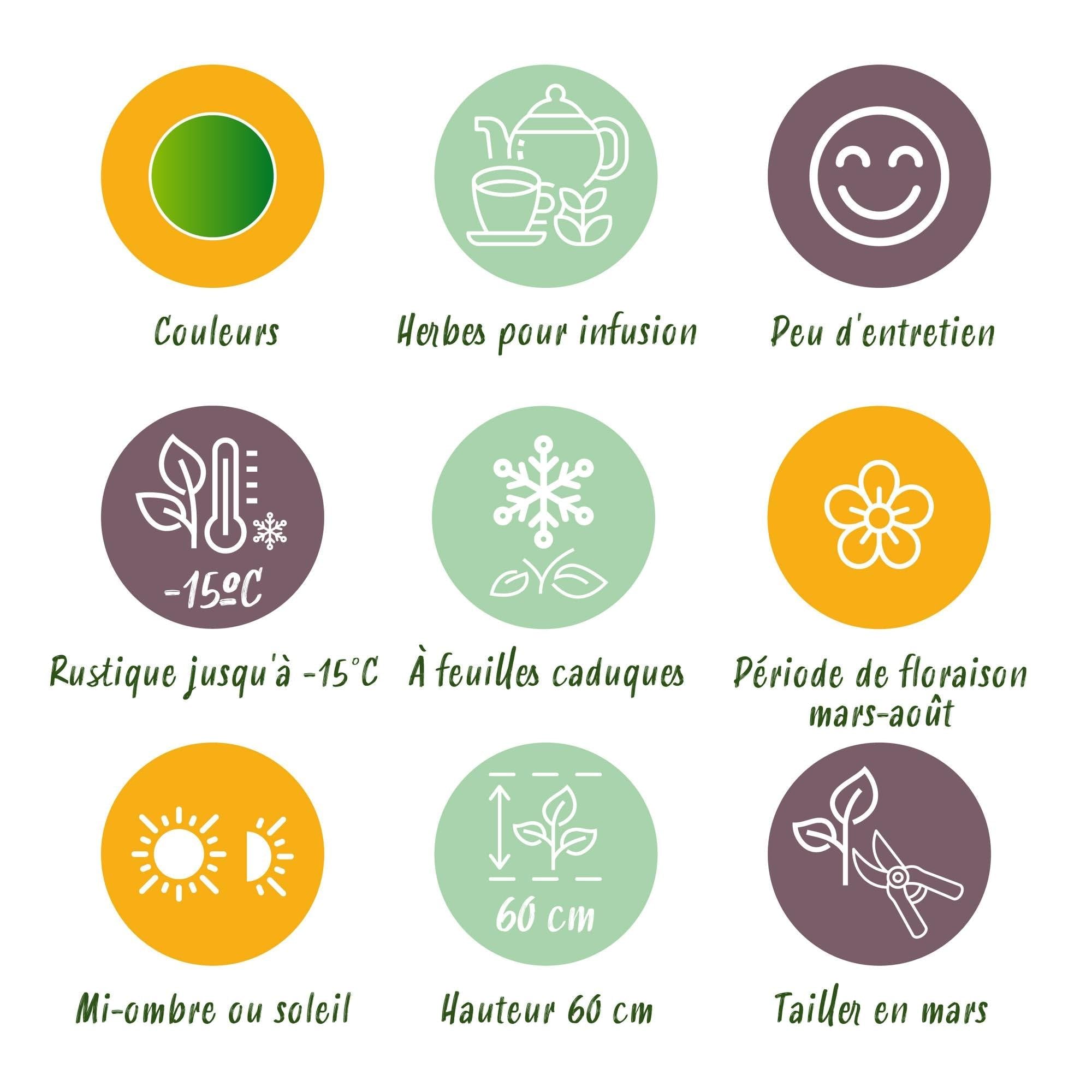 Juego de plantas perennes – Hierbas – 24 plantas perennes de hierbas de té de 3 m² – Aromático y perfumado – Fácil de limpiar – Diferentes variedades – Ø 11 cm