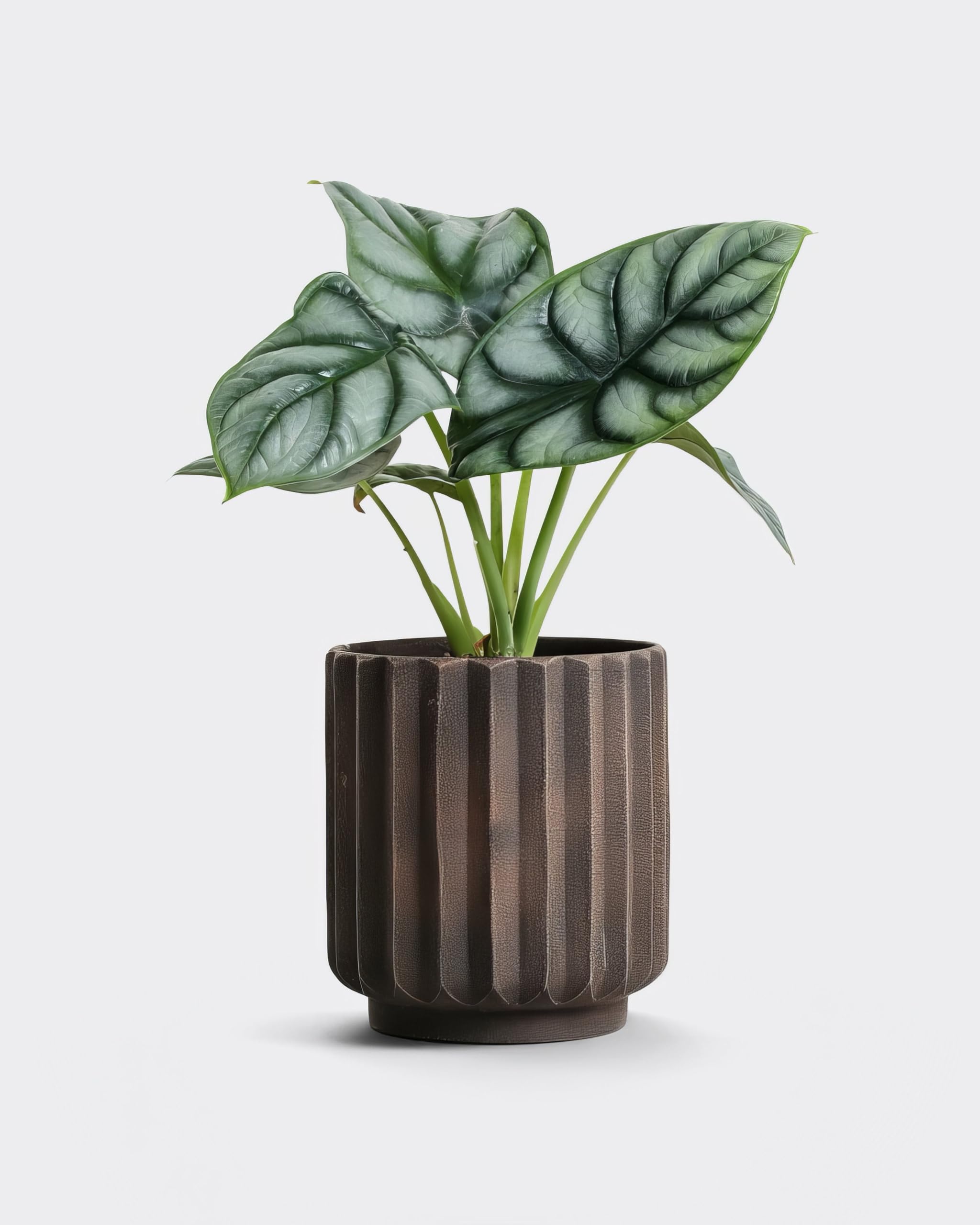 Alocasia Silver Dragon - 12cm Topf x 25cm Höhe, tropische Zimmerpflanze, frische Topfpflanze, grüner Blickfang für Wohnzimmer, Bad, Büro, exotisches Blattmuster, natürliche Zimmerdeko