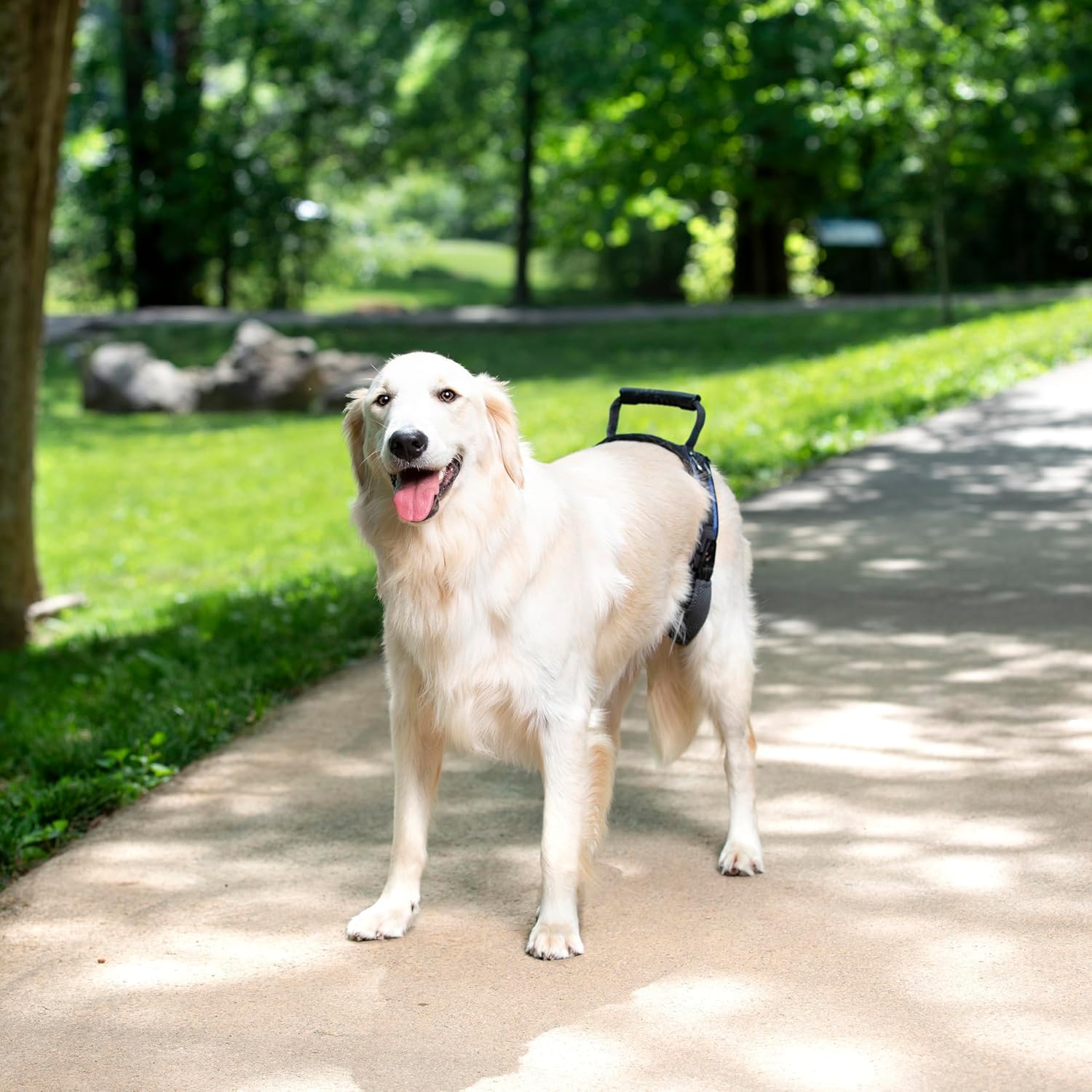 PetSafe CareLift Arnés de Elevación Trasera para Perros, Arnés de Soporte con Asa y Correa, Perros Discapacitados o Ancianos, Material Transpirable y Cómodo, Fácil Ajuste, Perro Grande