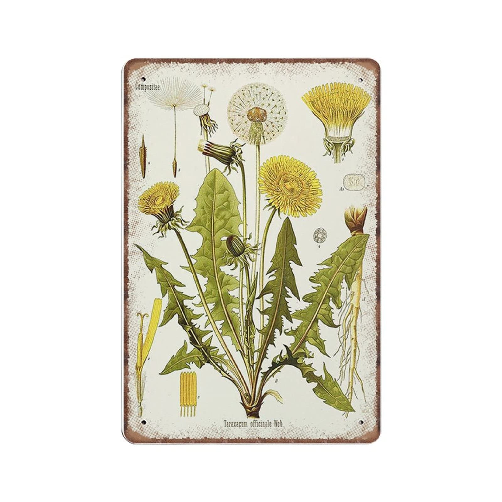 rayprint Vintage Botanical Herbal Print of The Taraxacum Officinale Tin Signs - Retro Art Botany Funny Metal Sign Plaqu Poster Wall Art Pub Bar Kitchen Garden Bathroom Home Decor, 20x30 cm