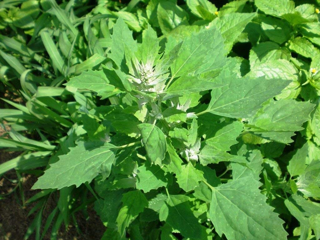 Plantogallery® Bathua Saag Organic F1 Hybrid Seeds (B09H4891KF) Amazon Price History, Amazon Price Tracker