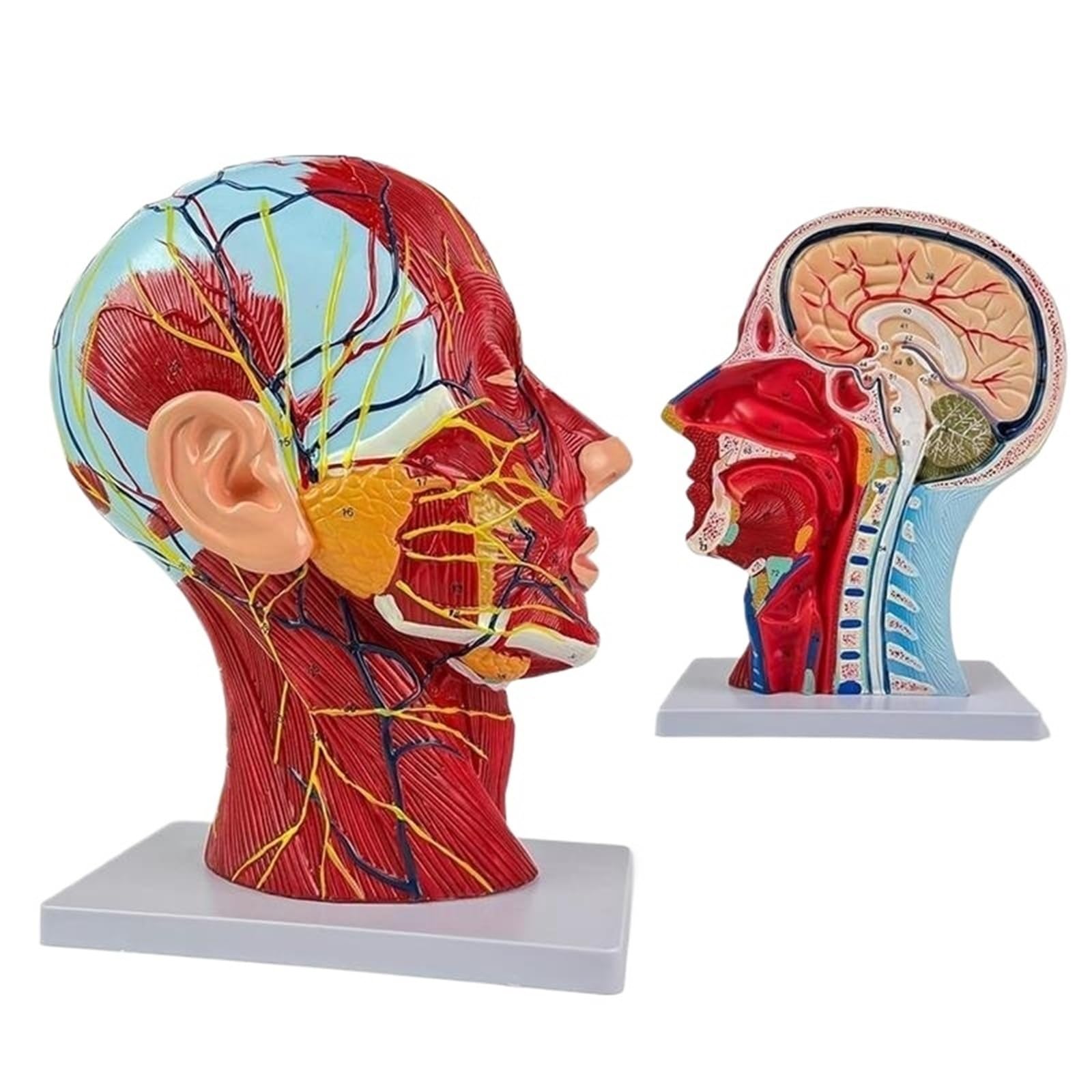 Modèle anatomique de tête et de cou humains en taille réelle - 81 parties neurovasculaires et musculaires étiquetées pour le cabinet médical