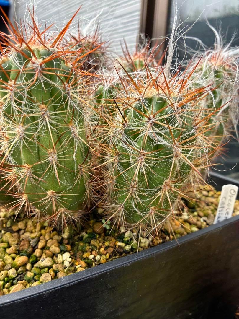 サボテンフェロシオール一鉢47本(太刺タイプ) サボテンフェロシオール サボテンフェロシオール一鉢47本(太刺タイプ) サボテンフェロシオール