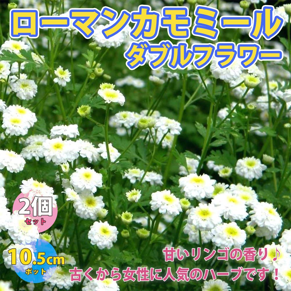 Amazon.co.jp: ITANSE 「ローマンカモミールダブルフラワー