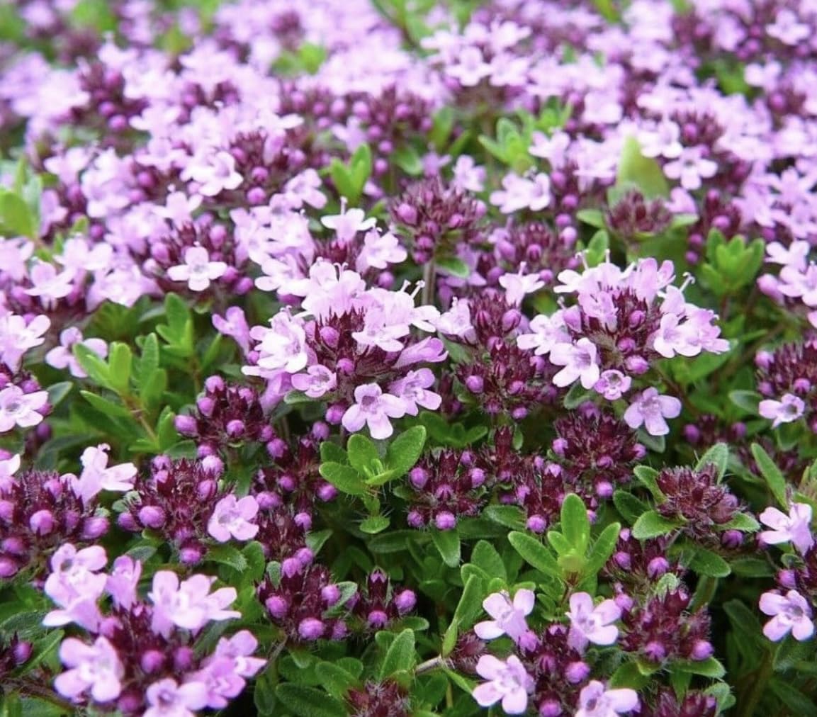 Creeping Thyme Seeds – 0.5g (~2,550 Seeds) – Fragrant Ground Cover for Paths & Borders – Drought-Resistant, Bee Friendly, Low-Growing Perennial Herb – Non-GMO, UK Packed