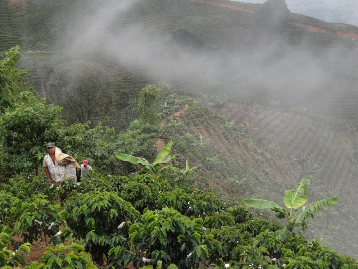 Unroasted Green Coffee Beans - 100% Arabica Single Farm Colombia (5 Lb)
