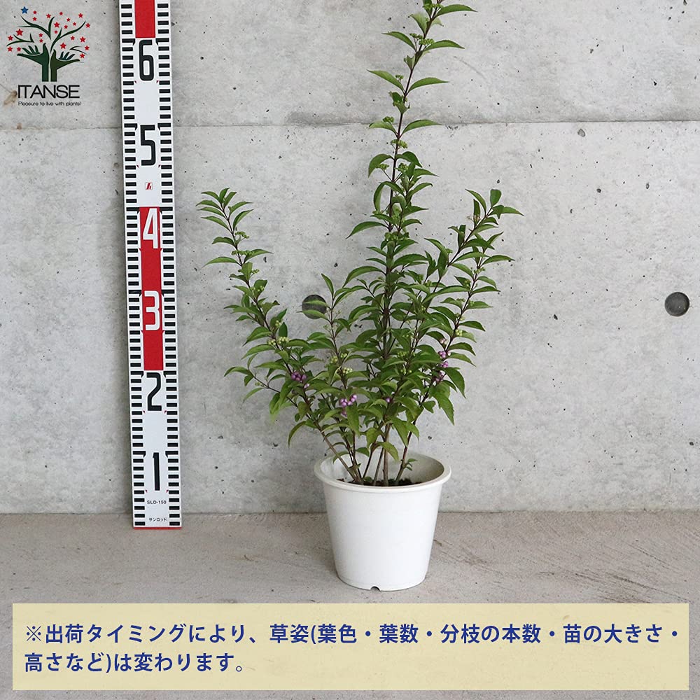 コムラサキ　実生苗　落葉低木　庭木 コムラサキ 実生苗 落葉低木 庭木 コムラサキ 実生苗 落葉低木 庭木