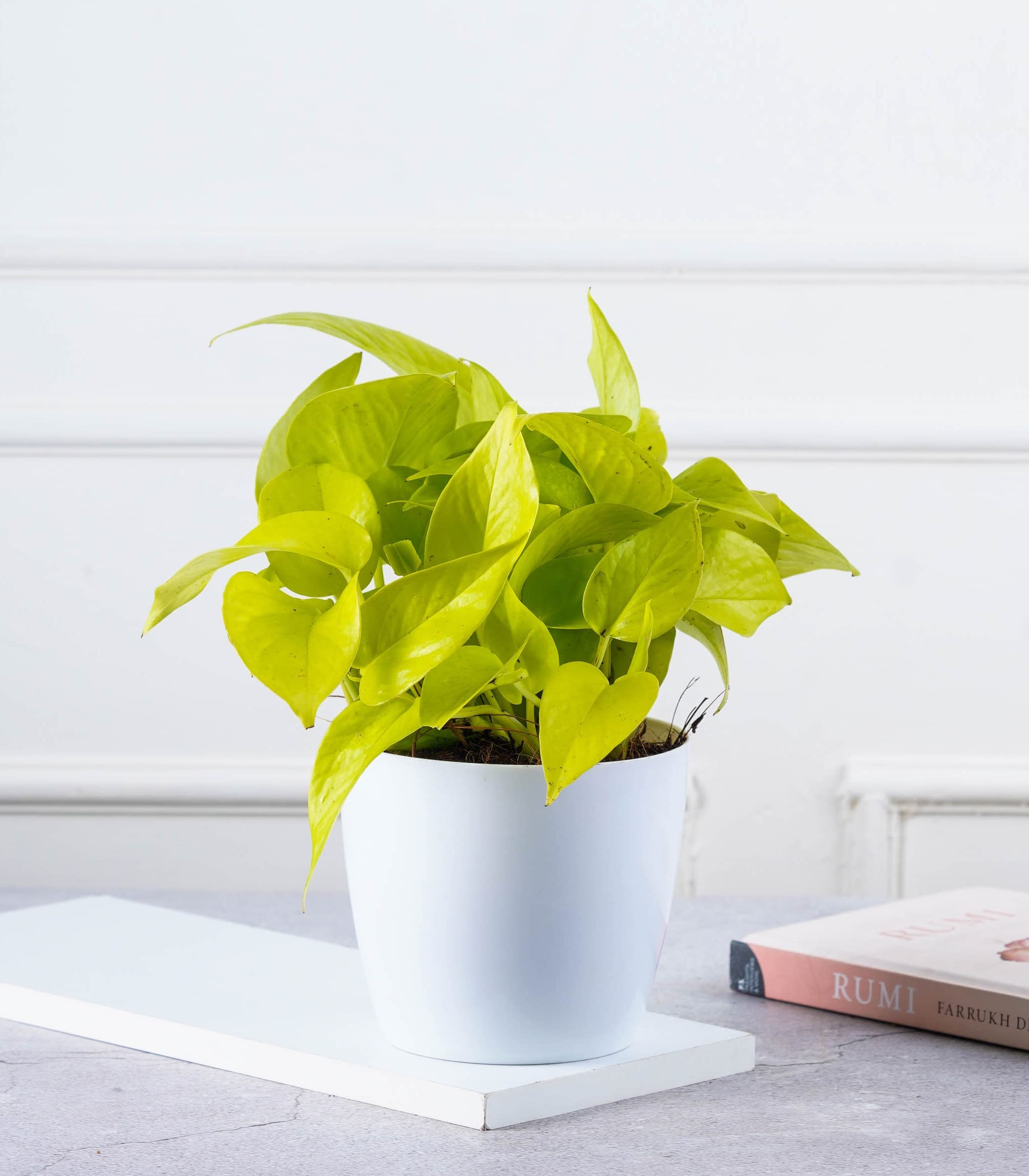 Nurturing Green® Scindapsus Money Plant Gold Medium in 4.5 Inch Width Plastic White Pot | Living Room Plants | Indoor Plants (B09TR5HJ3S) Amazon Price History, Amazon Price Tracker