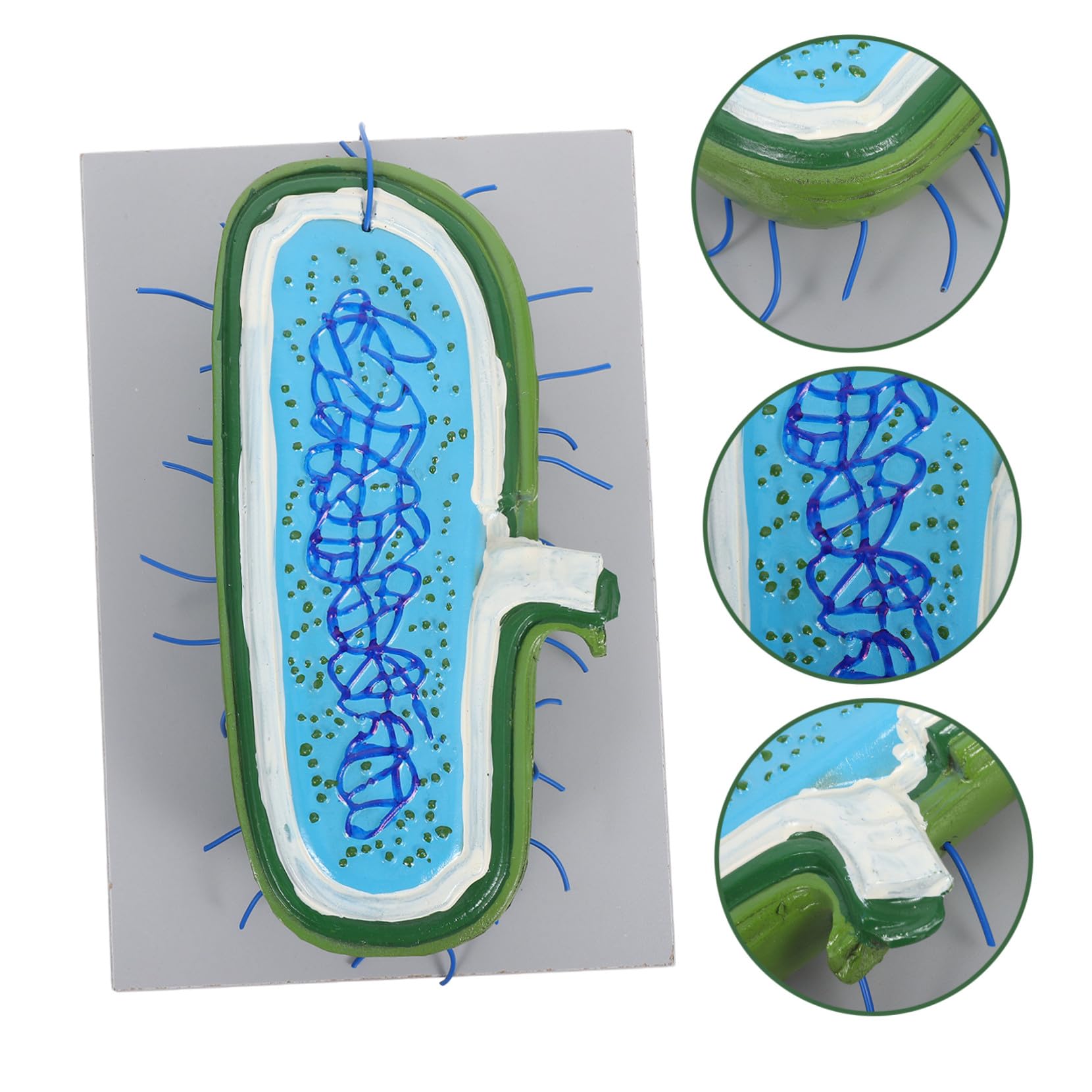 Vergrößertes Zellkernmodell Anatomisches Zellmodell mit Organellen für Biologieunterricht Schüler Lehrmittel Wissenschaftsspielzeug