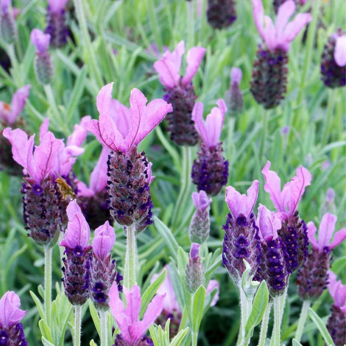 Bloomique - Lot de 6 - Lavandula Stoechas Anouk - Lavande Papillon - Rustique - Plante balcon - Plante jardin - Hauteur 20-25 cm - Pot 12 cm