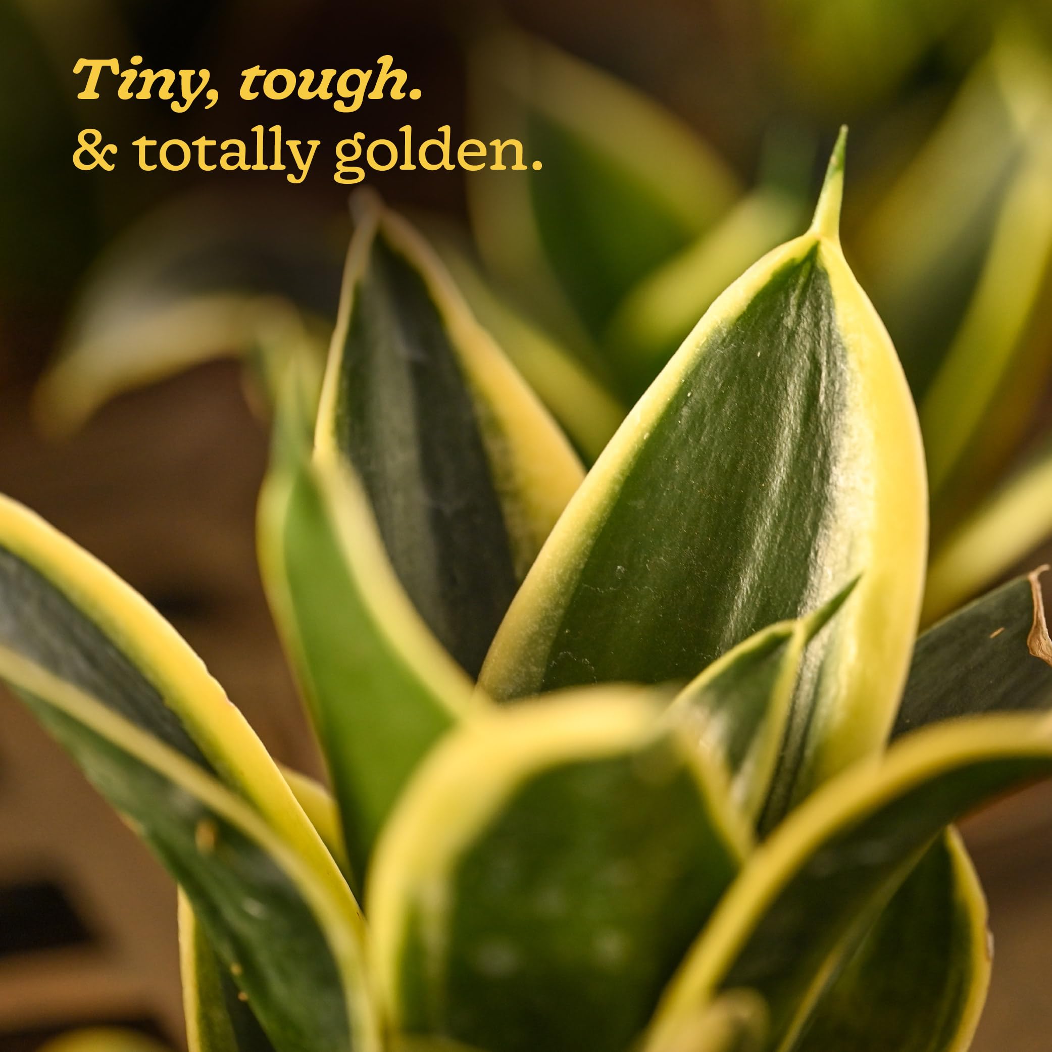 Ugaoo Golden Hahnii Snake Plant - Live & Easy Care -2 Ugaoo Golden Hahnii Snake Plant - Live & Easy Care -2