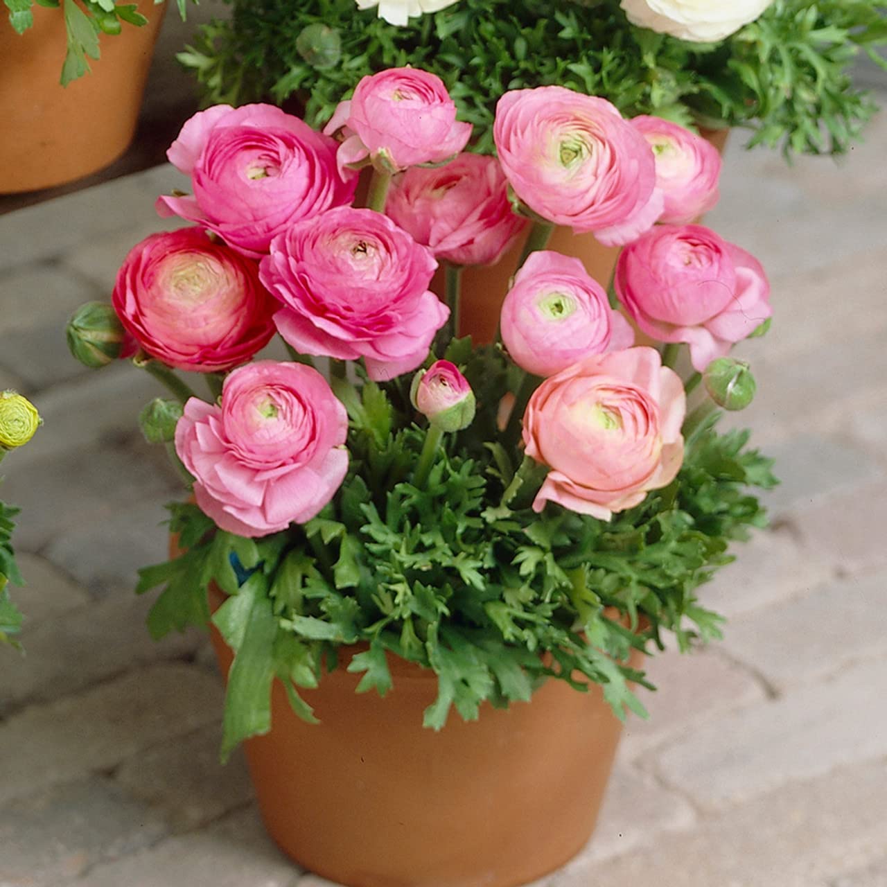 See full amazon price history chart for Andhagnai Greens Ranunculus/Buttercups (Pink) Imported Winter Flower Bulbs New Fresh Lot 2023 On Reasonable Value (Pack Of 2) Andhagnai Greens Ranunculus/Buttercups (Pink) Imported Winter Flower Bulbs New Fresh Lot 2023 On Reasonable Value (Pack Of 2) (B0BNN54CFR) Amazon Price History, Amazon Price Tracker