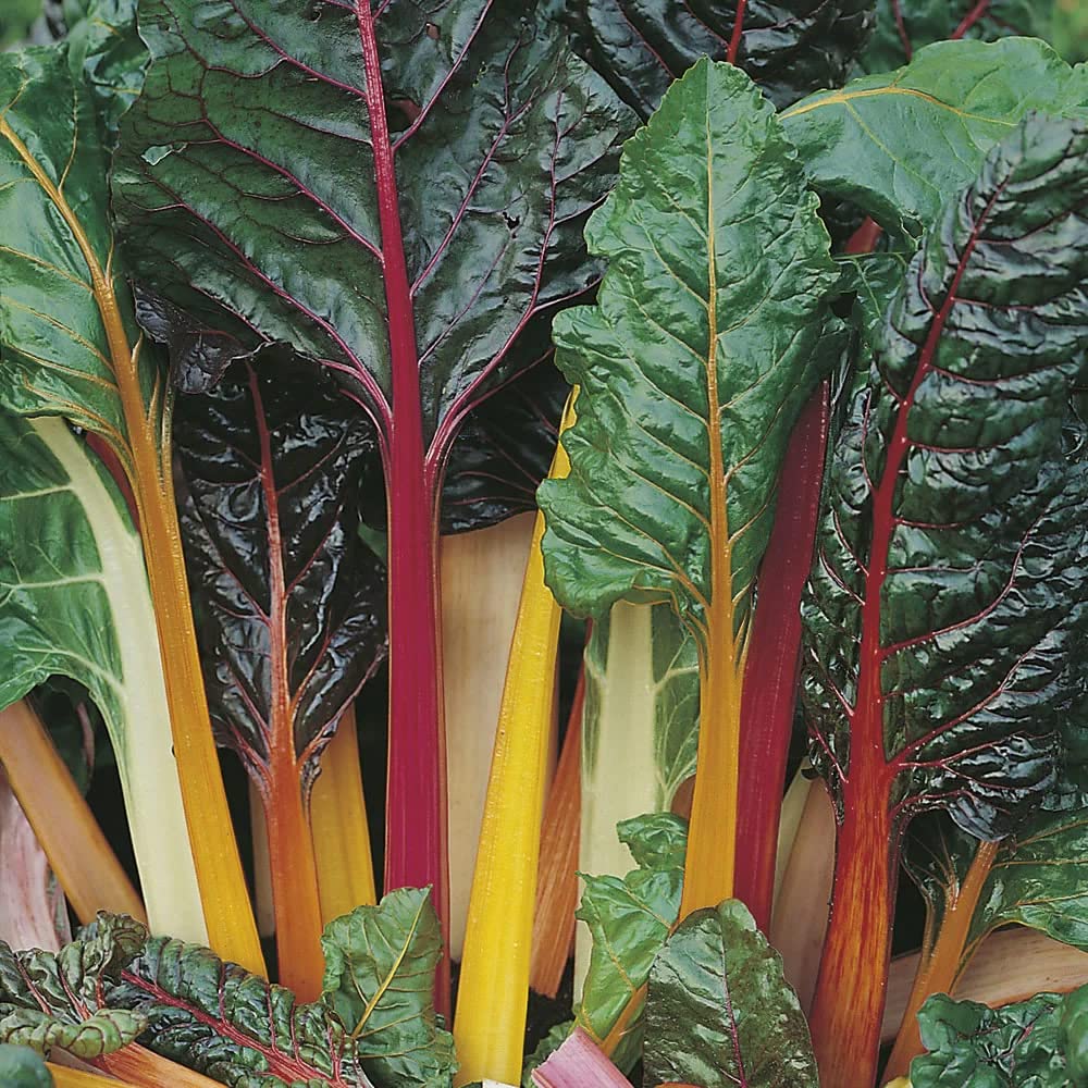 Swiss Chard Plants. 'Bright Lights'. RHS Award of Garden Merit, AGM Winner. Delicious and Decorative Vegetable. 7cm Plant x 3. Available from Bedwen Plants