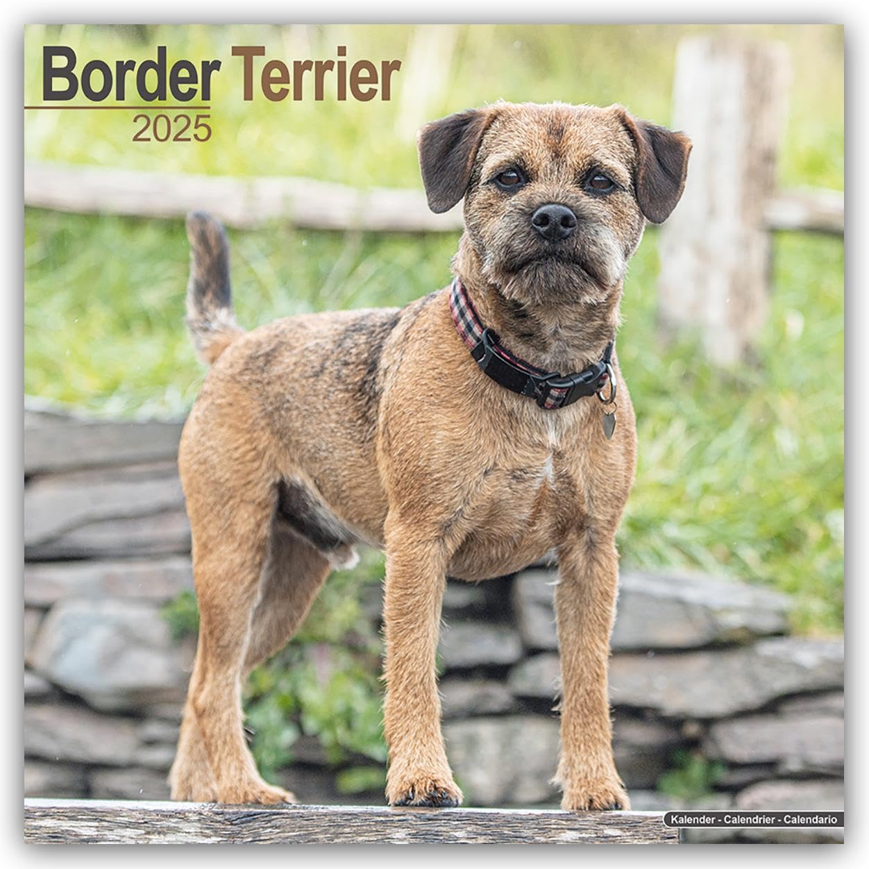 Border Terrier 2025 Square Wall Calendar | Dog Breed Calendar