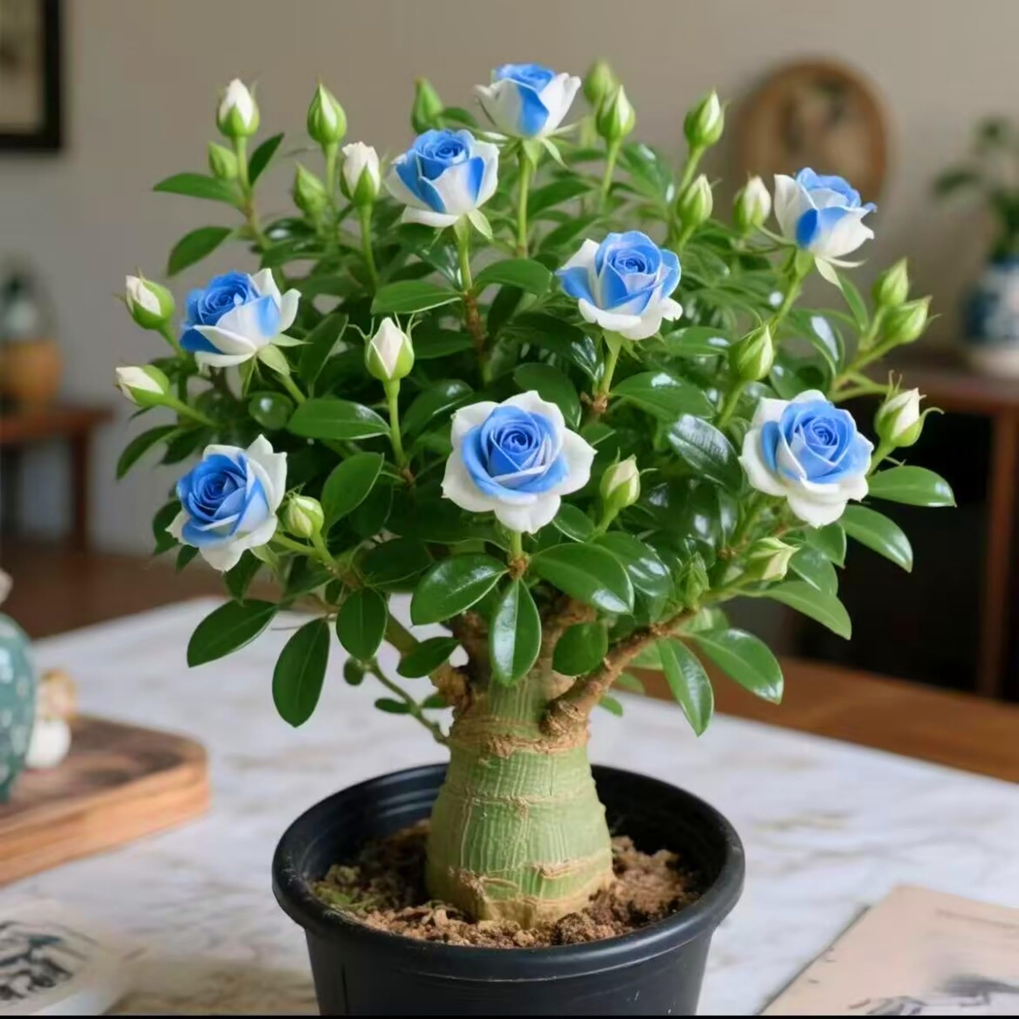 Shade-Tolerant and Sun-Tolerant Desert Rose - Suitable for Both Indoor and Outdoor use, not picky About Lighting Environment,Hardy Perennial, Plants UK, Excellent Display-3bulbs-B