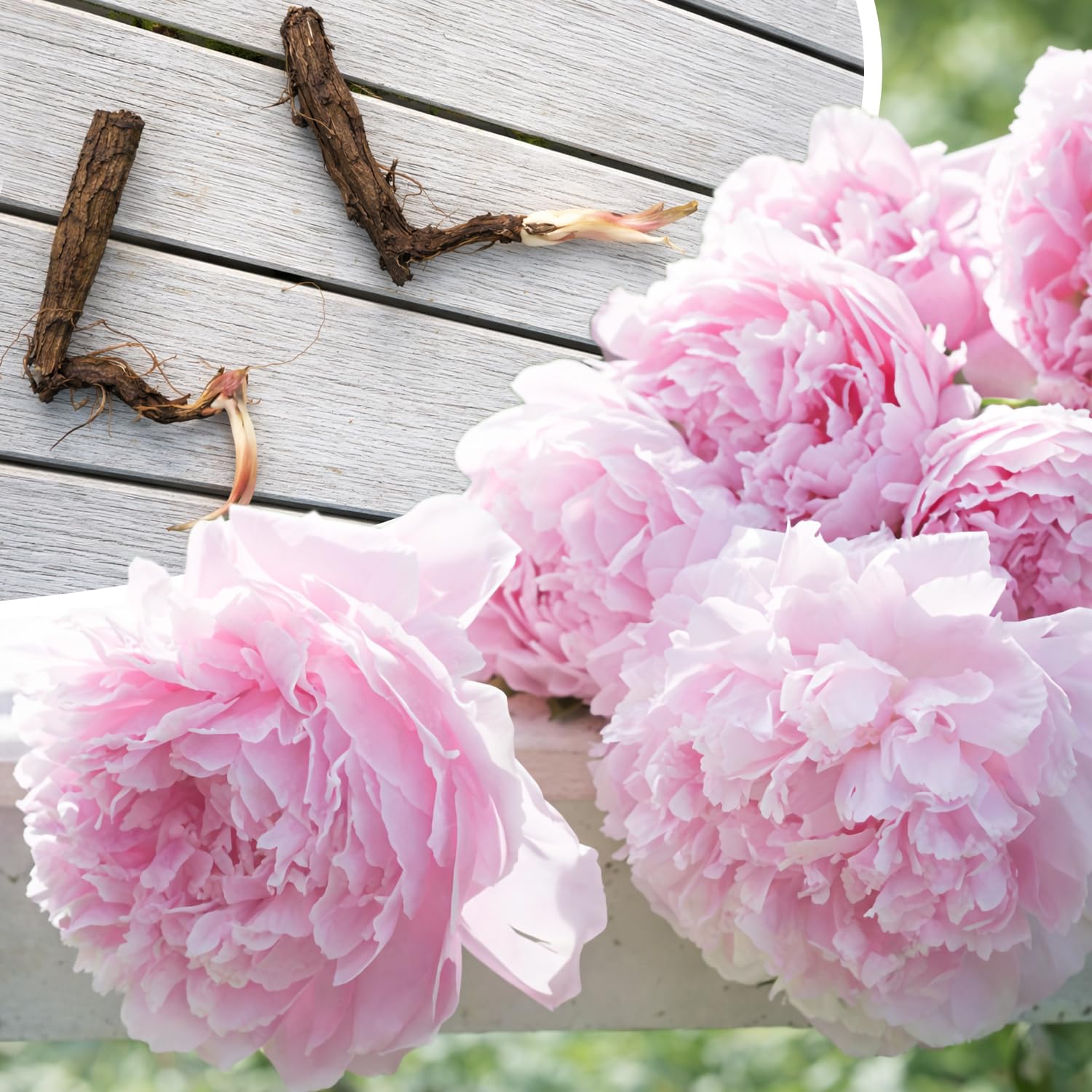 2 Large Pink Peony Flowers Sarah Bernhardt Roots, Highly Fragrant Perennial Garden Plants Classic Spring Blooming Peonies for Outdoor Beds Borders Floral Cutting Traditional Landscape Easy Growing
