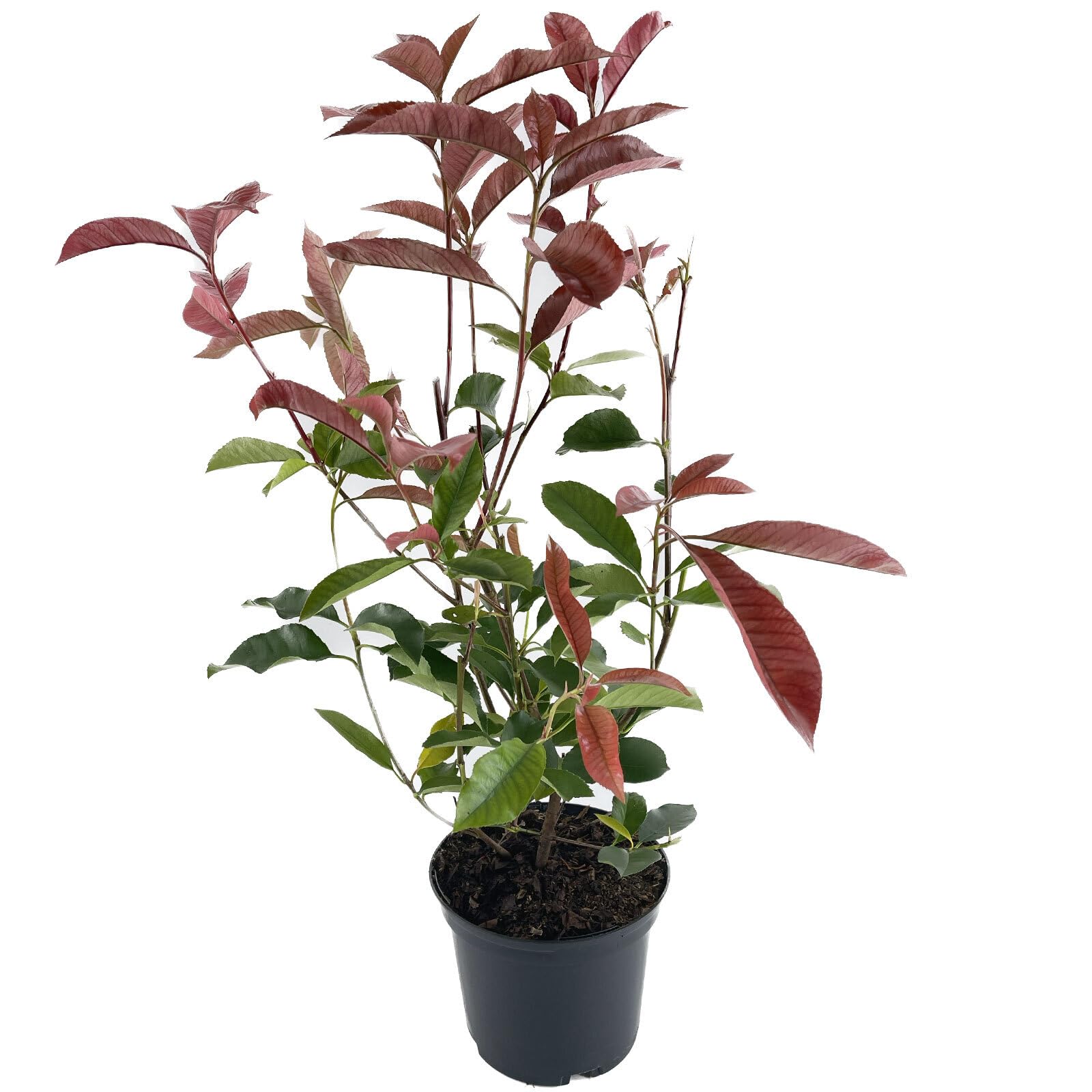 Photinia fraseri 'Red Robin' von Intragarten 50-70cm im Topf : Amazon.de:  Garten