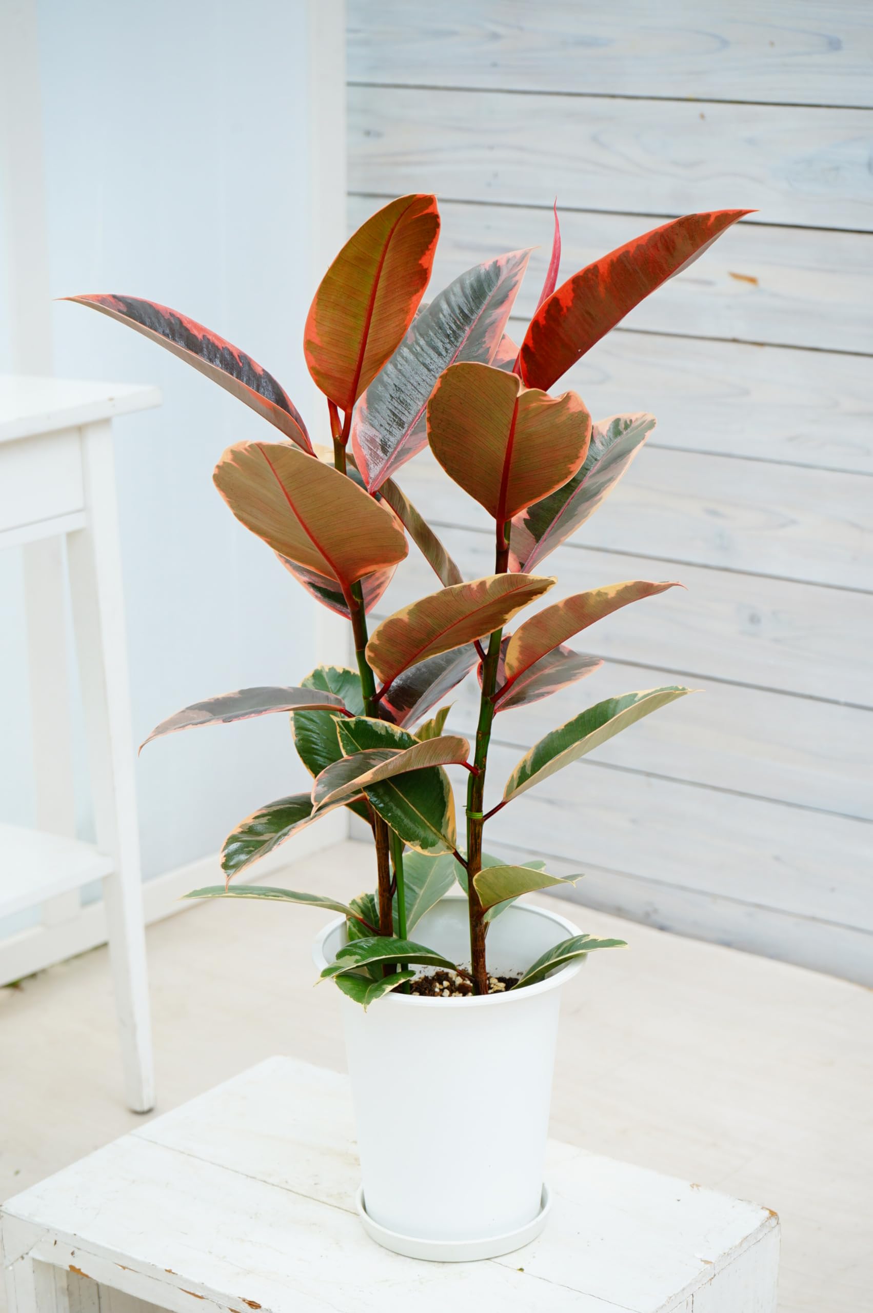 Amazon.co.jp: はなみどり 観葉植物 フィカス ルビー 6号鉢 1鉢 本物 