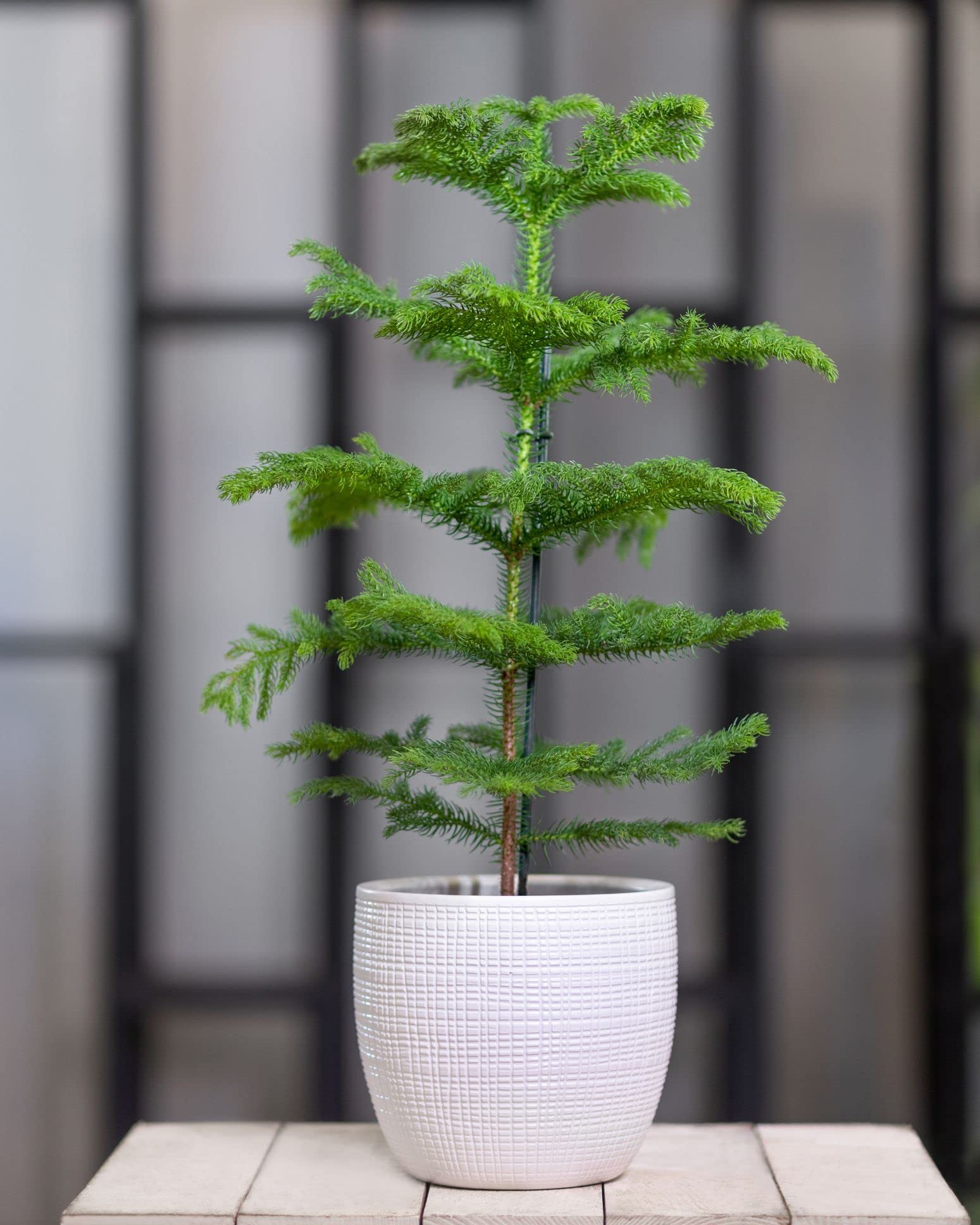 See full amazon price history chart for Eroanvia Christmas Tree Live Plant Big Size Height 2 To 2.5 Feet Indoor Type- Norfolk Island Pine Garden Balconies Healthy Hybrid Live Plant For Home Garden With Out Pot Morpankhi Compacta Eroanvia Christmas Tree Live Plant Big Size Height 2 To 2.5 Feet Indoor Type- Norfolk Island Pine Garden Balconies Healthy Hybrid Live Plant For Home Garden With Out Pot Morpankhi Compacta (B0BHPPSMT8) Amazon Price History, Amazon Price Tracker