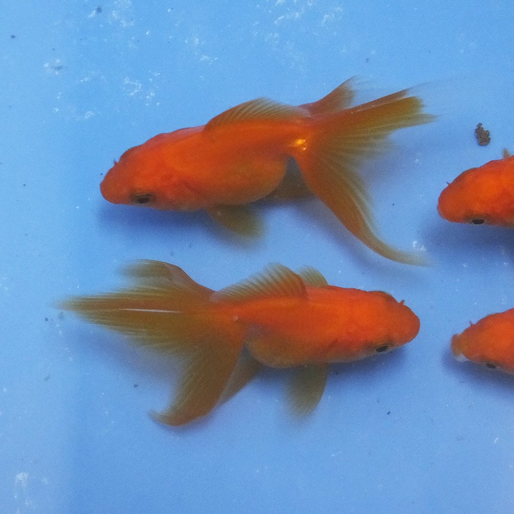 Amazon | 【生体】琉金 素赤 1匹 金魚 Sサイズ約3cm〜約5cm 国産