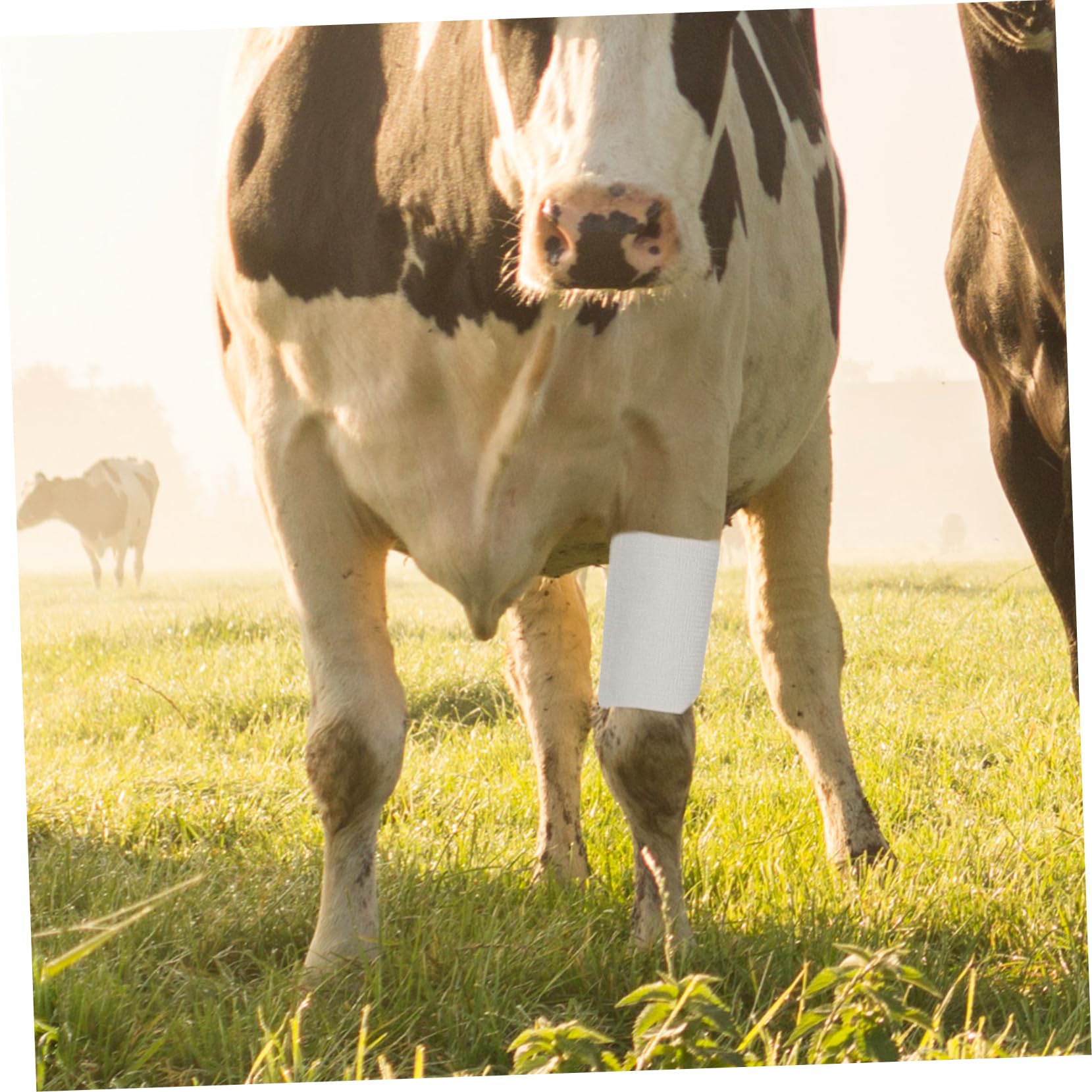 Sosoport Bandage Film Auto-adhésif Vache Auto-adhésif, Autocollant Bandes De Peau Auto-adhésives Bandages D'élasticité Sportif Bande Élastique Chiffon Blanche 2rouleaux