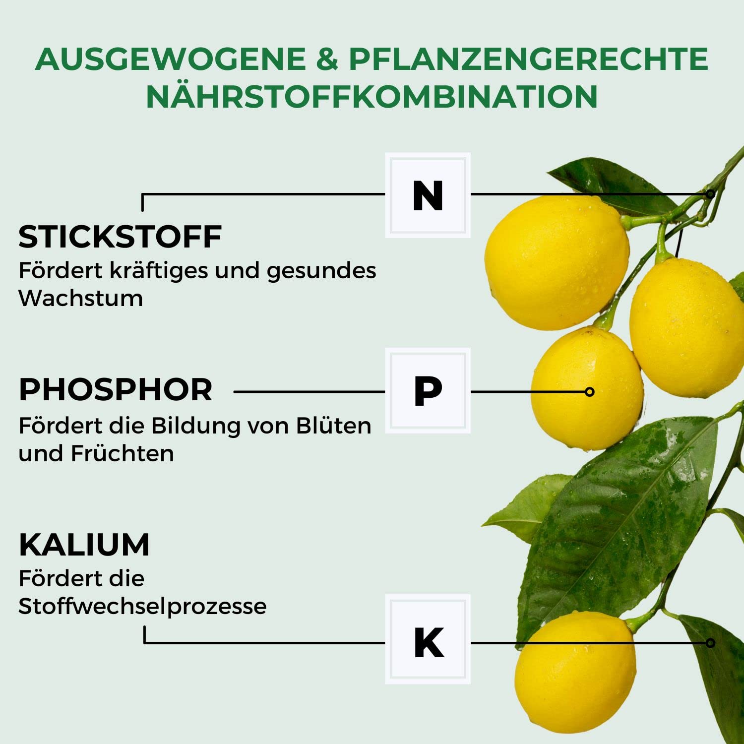 Allflor Zitrusdünger 6 x 500 ml I Langzeitdünger mit viel Kali für ein sattes Grün I Dünger fördert eine reichhaltige Fruchtbildung I Flüssigdünger auch für mediterrane Pflanzen geeignet