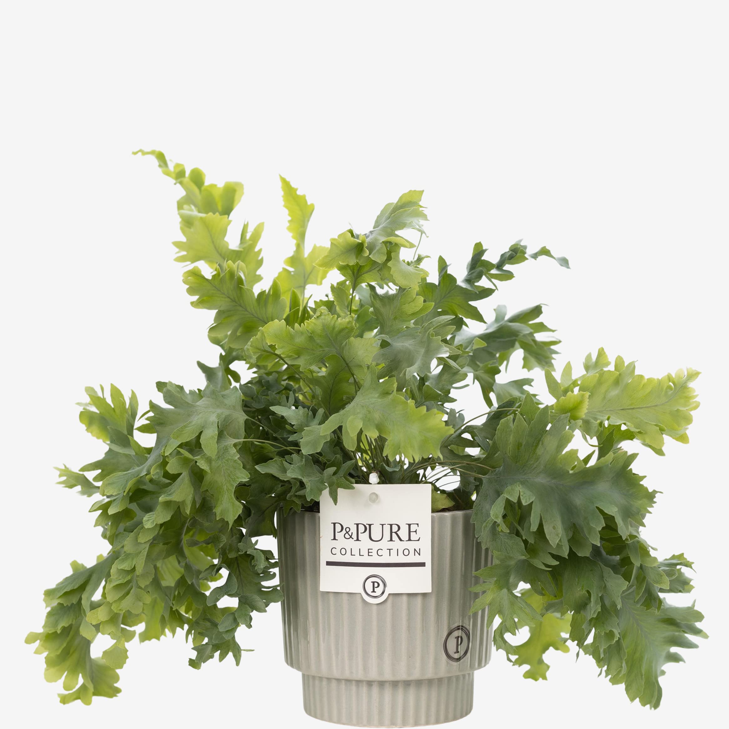 Happy Planting UK Phlebodium 'Blue Star Fern' With Pot, Real Indoor Houseplant for Home, Office, Bedroom, Kitchen & Living Room, Perfect for Clean Air