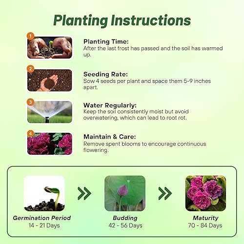Miniatura 4 de Outsidepride Primula Acaulis - Flores de jardín moradas de onagra común para camas, bordes y recipientes, 20 semillas