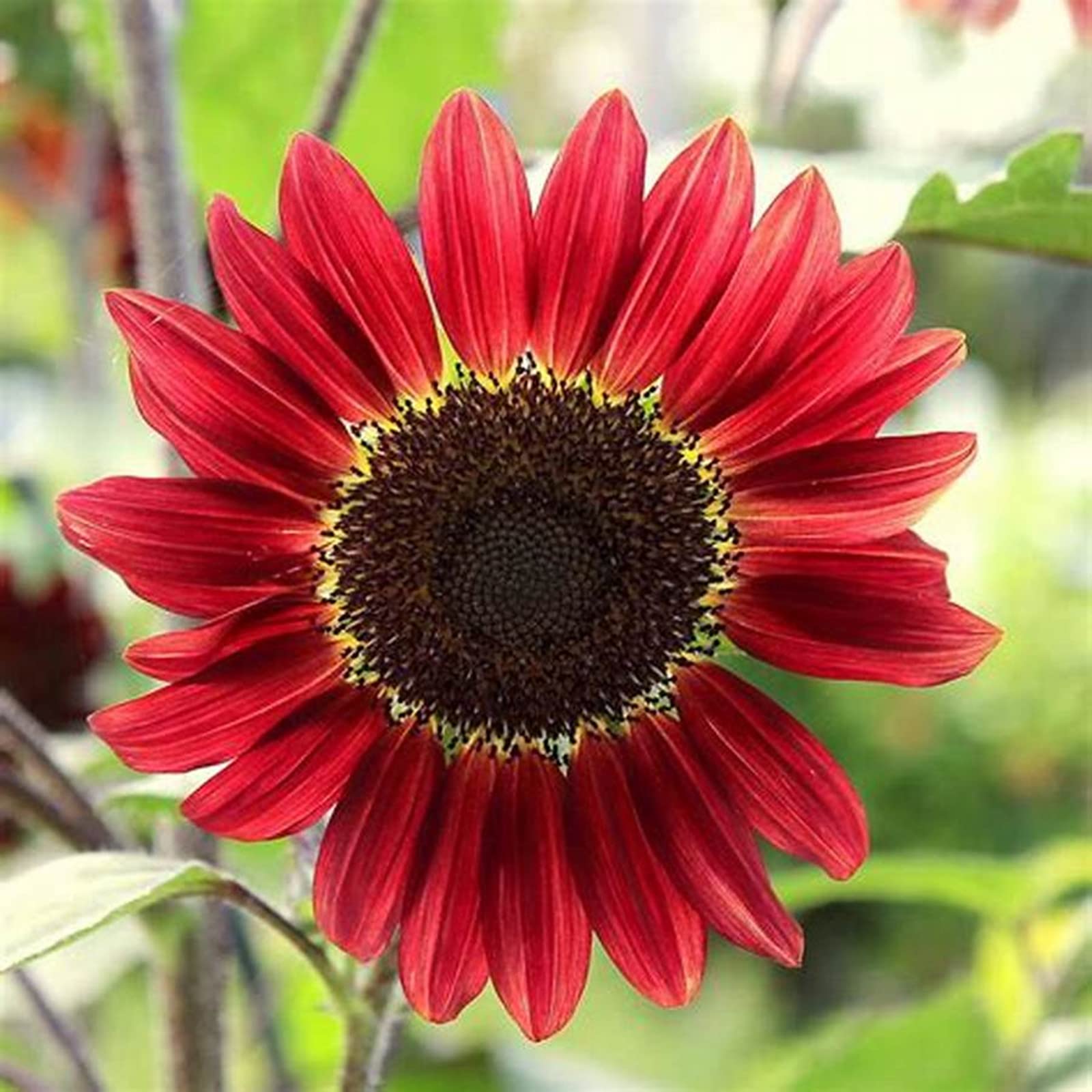 Nachhaltige Geschenke, Super Kollektion, Schnell-Wachsend, Sehr Exklusiv, Gartendekoration, Gartendeko FüR DraußEn,-2500 sonnenblumen-d