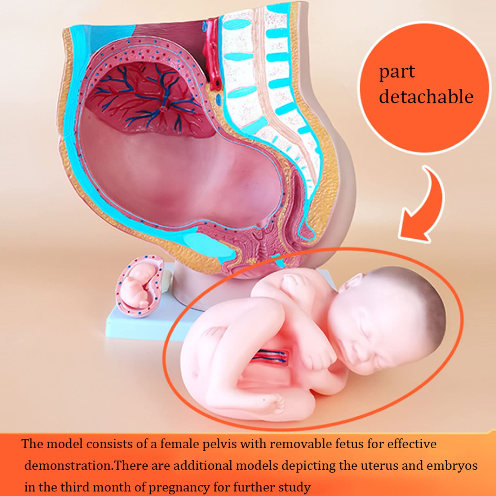 Amazon.co.jp: 人体模型 女性の骨盤モデル等身大骨盤解剖モデル妊娠 9