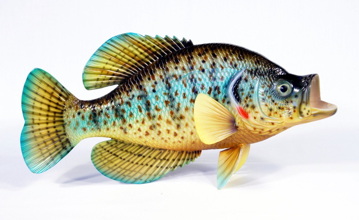 Réplica de la placa de la pared del juego de peces pintada a mano en forma de crappie, tamaño XL, 15 pulgadas, con puntos rojos