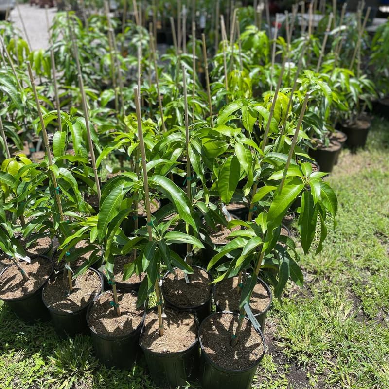 Semi Dwarf Mango Tree Live Plant Grafted, 2–3 Feet Tall in 3 Gallon Pot, Sweet Tropical Mango Fruit Tree