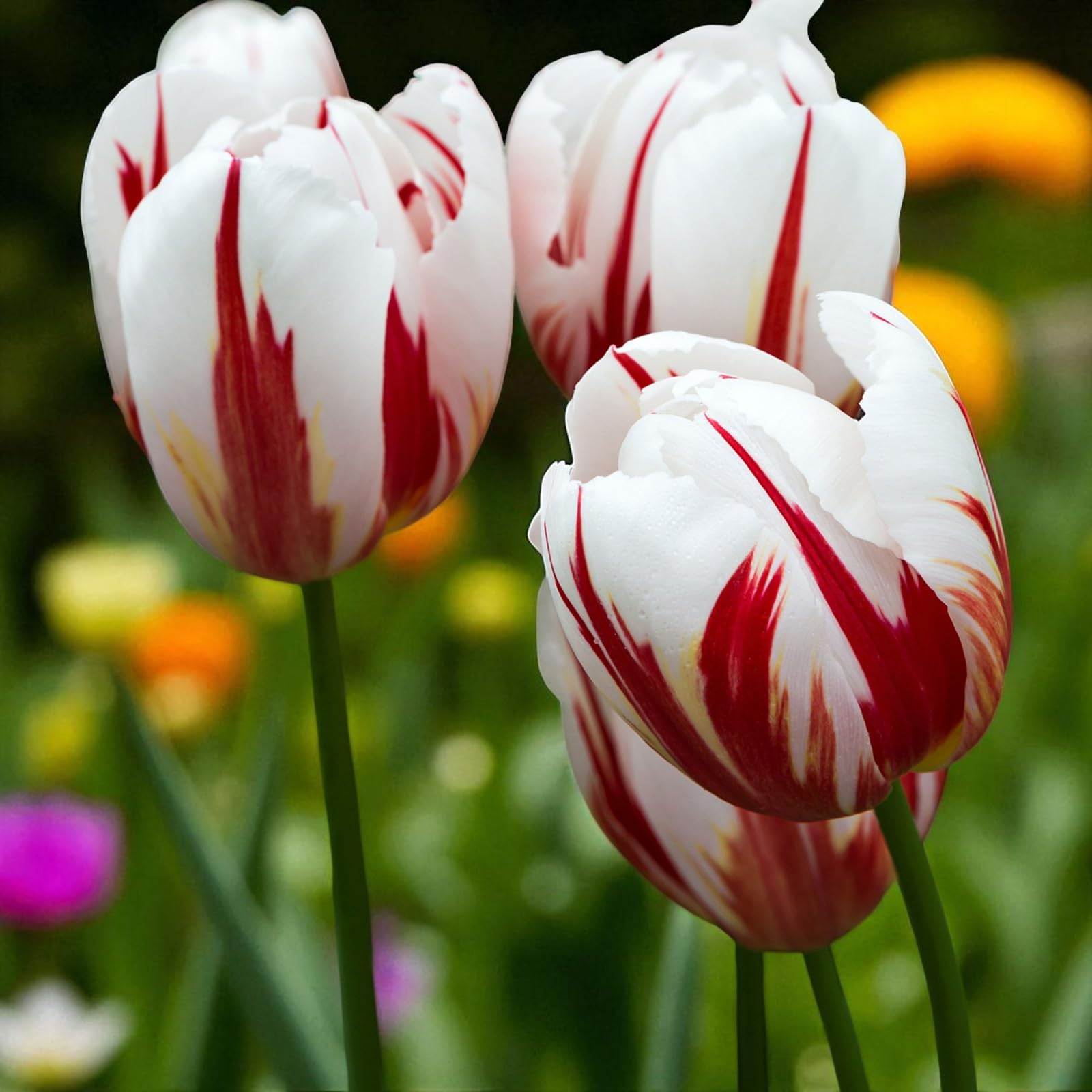 Carbeth Plants 10 x Tulip Happy Generation Spring Bulbs โ image 1