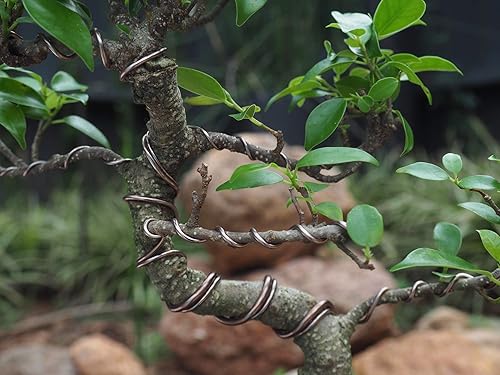 Miniatura 4 de Alambre de entrenamiento para bonsái de aluminio anodizado de 0.098 in, rollo grande de 8.82 oz (60 pies) - Elige tu tamaño y color (0.098 in,