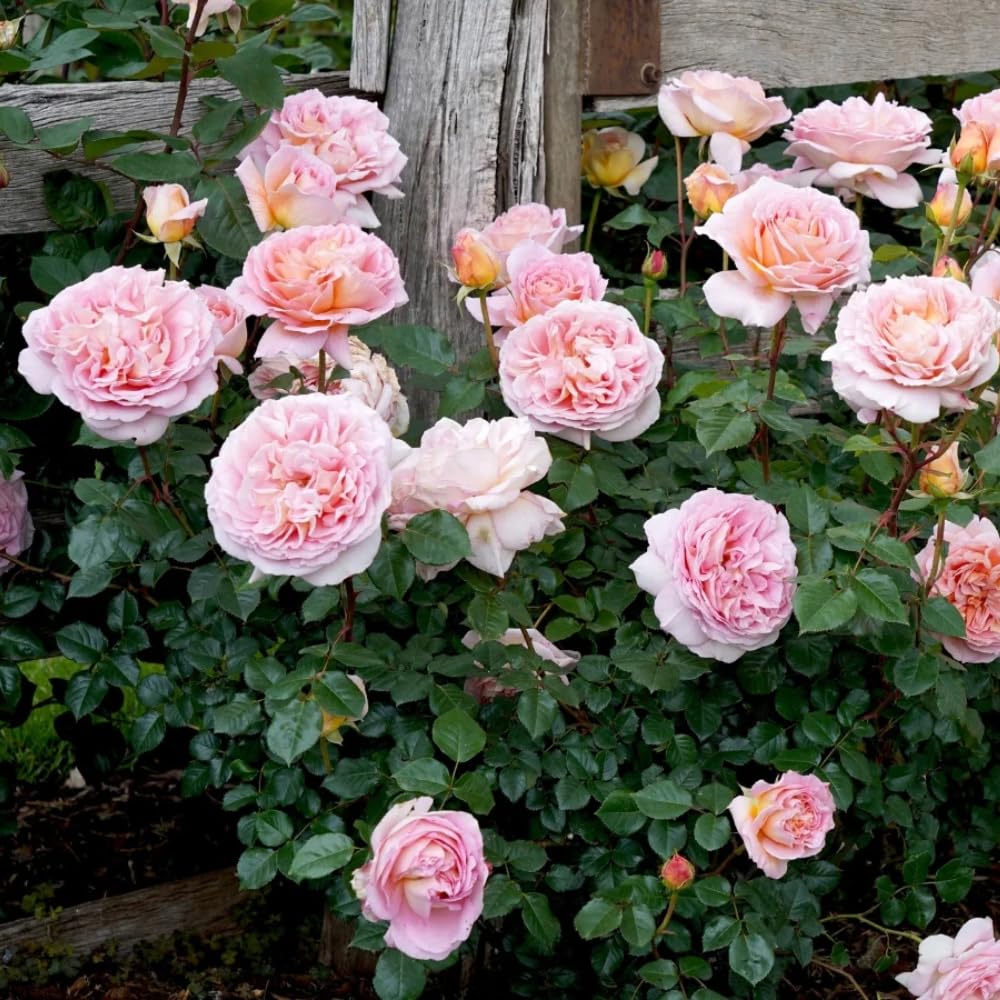 rose rose✨ Chantilly-Lace-