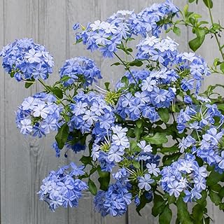 Plumbago Imperial Blue – Pack of 3 Live Starter Plants (4-6 Inches Tall)...