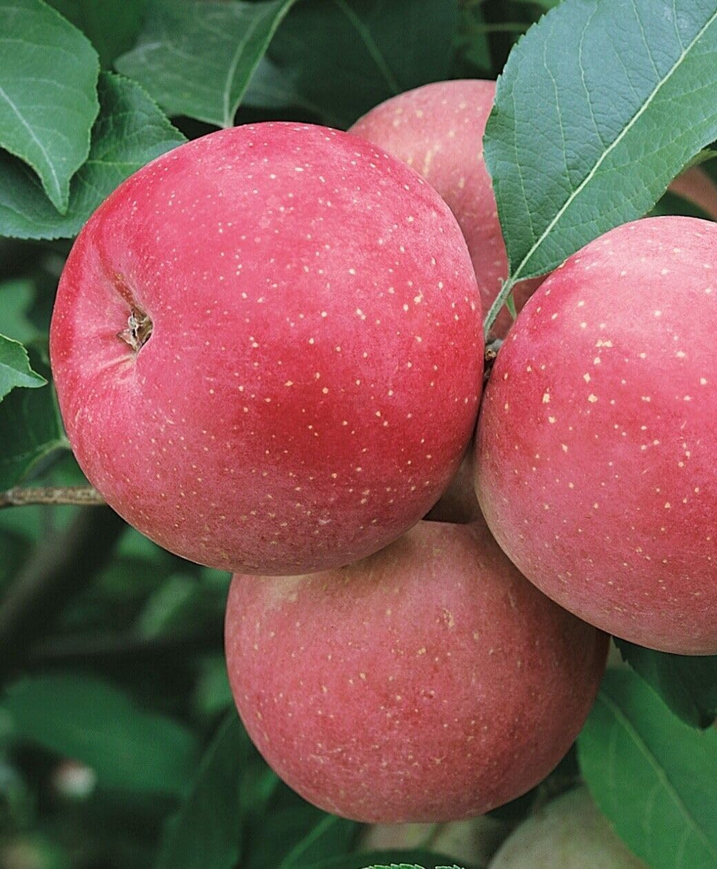Fuji Apple Tree - 36-48"" Tall Live Plant - 3-4 Foot Tall Juicy Red Apple Fruit Tree - Malus domestica 'Fuji'