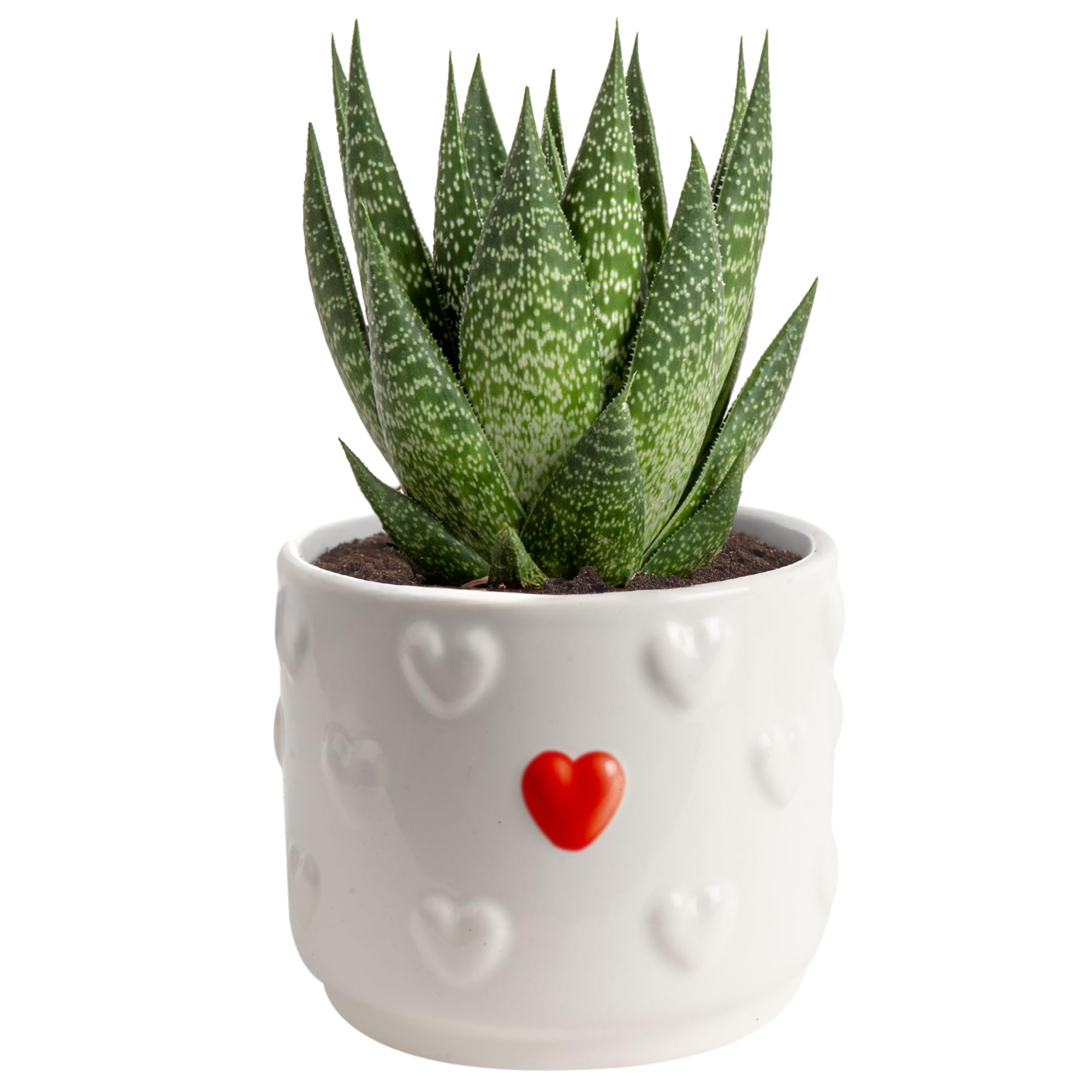 Costa Farms Haworthia Succulent