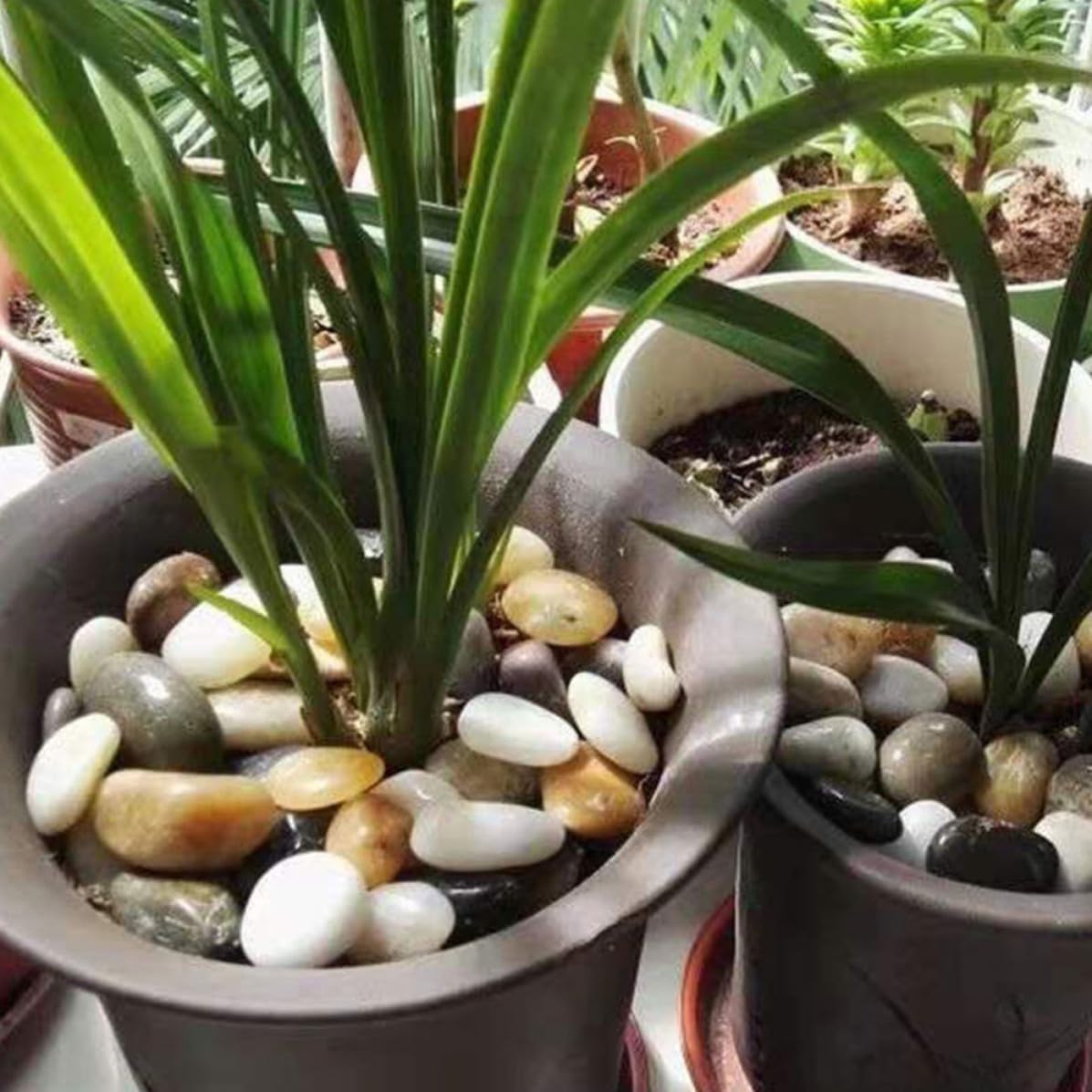 ERINGOGO 2 Bags Natural Pebbles for Aquarium and Garden Landscaping, Decorative Stones for Fish Tank and Planters, Chic Appearance, Creative Style for Bonsai and Stone Landscapes