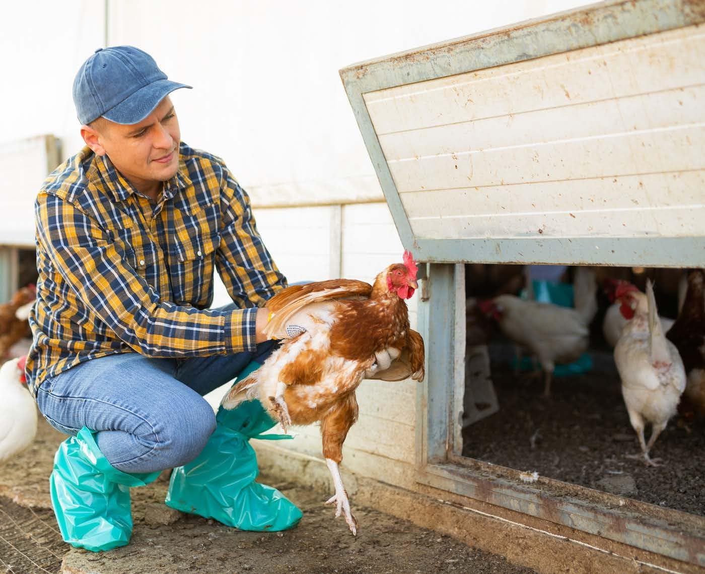 Poultry & Fowl Care Spray for Chickens, Ducks & Livestock – Supports Minor Wound Care & Skin Comfort – Easy-to-Apply Topical Spray – 16 oz