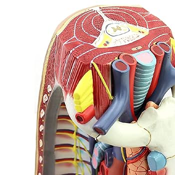 Amazon.co.jp: 人間の縦隔モデルPVC心臓解剖学的モデル胸骨胸腺