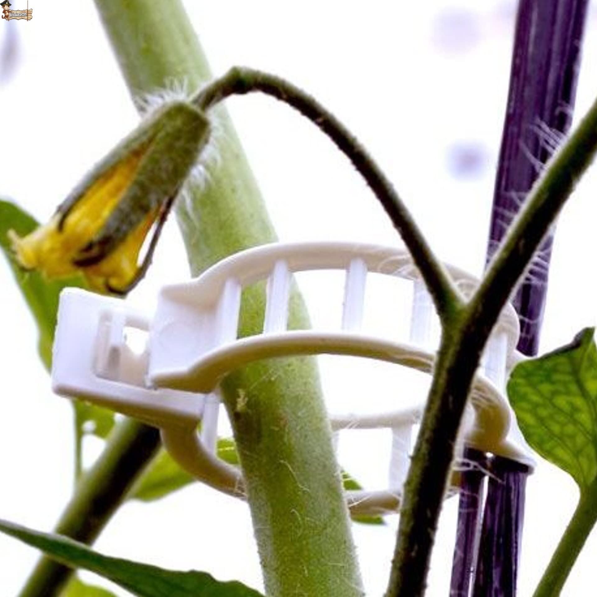 BricoLoco.com Clips Tomates, tomaterne, Piante trepatrici, Guisanti, cetrioli 1.000 pz. Fissaggio, guida, fissaggio, interutore, Atato. Uso con rete o guida. 28 mm (1000)