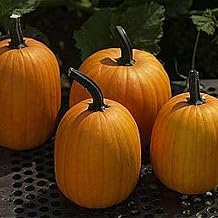 Harvest Jack F1 Pumpkin - 1/4 LB 800 Seeds - Hybrid F1 - Non-GMO, Farm & Garden Vegetable Gardening Seeds